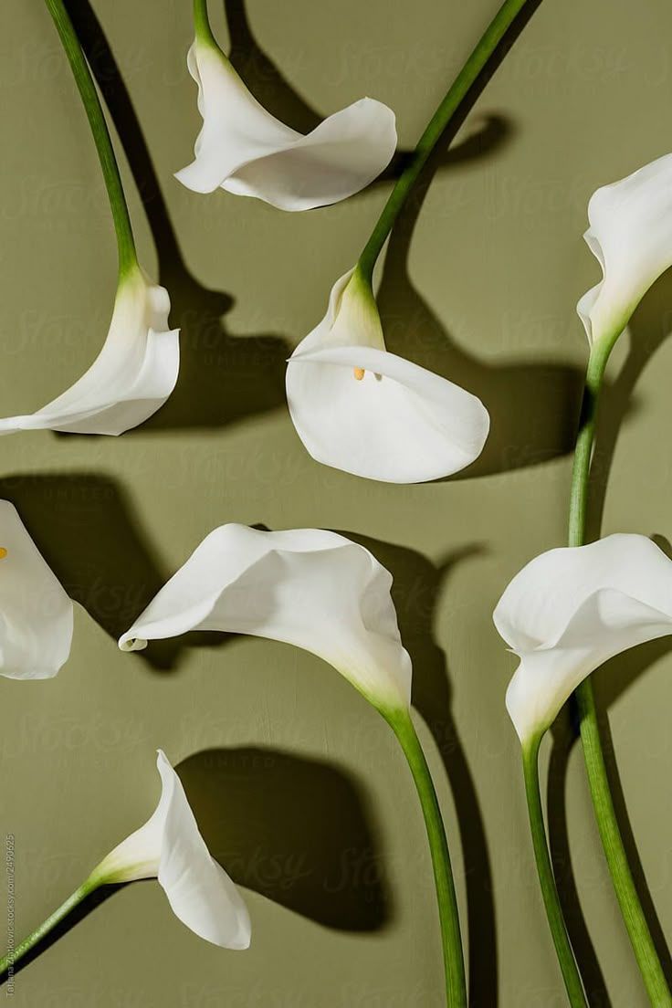 736x1104 Elegant Calla Lily in Bloom. Calla lily color palette, Calla lily wallpaper, Calla lily aesthetic