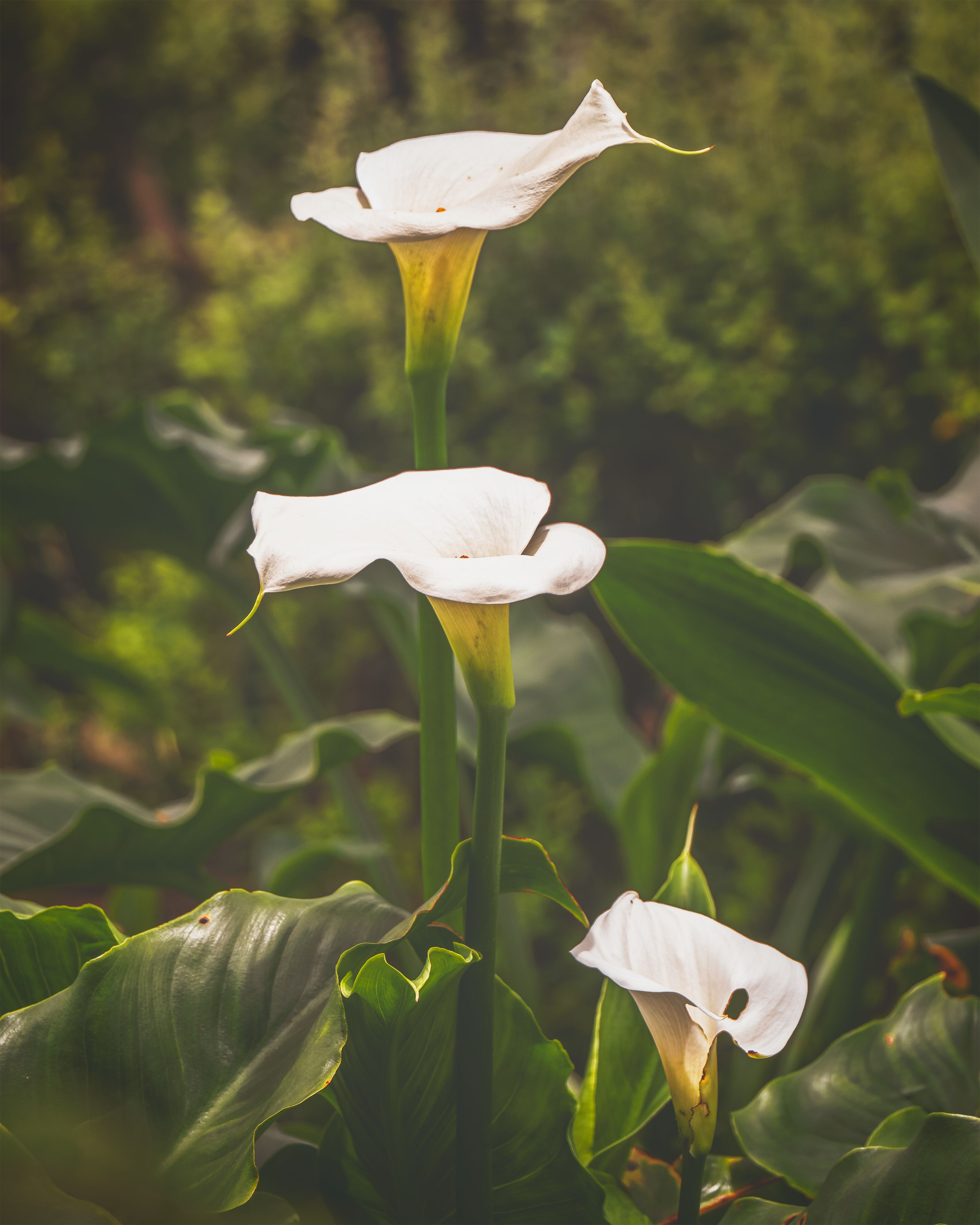 3200x4000 Calla Lily Flower Photo, Download The BEST Free Calla Lily Flower & HD Image