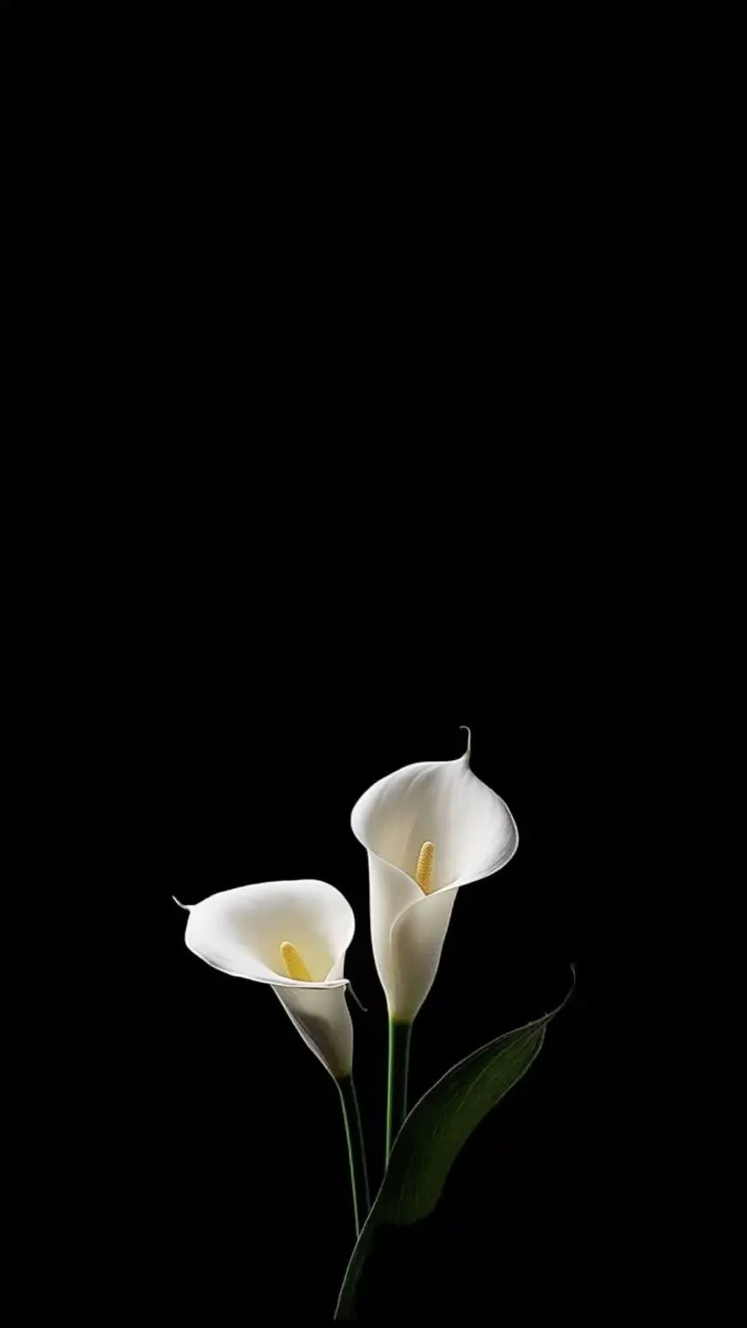 1080x1920 White Calla Lily Wallpaper