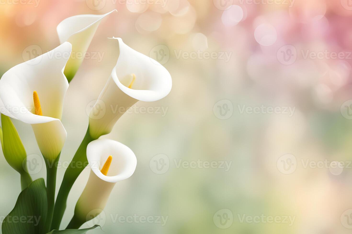 1470x980 Calla lily flower bokeh background