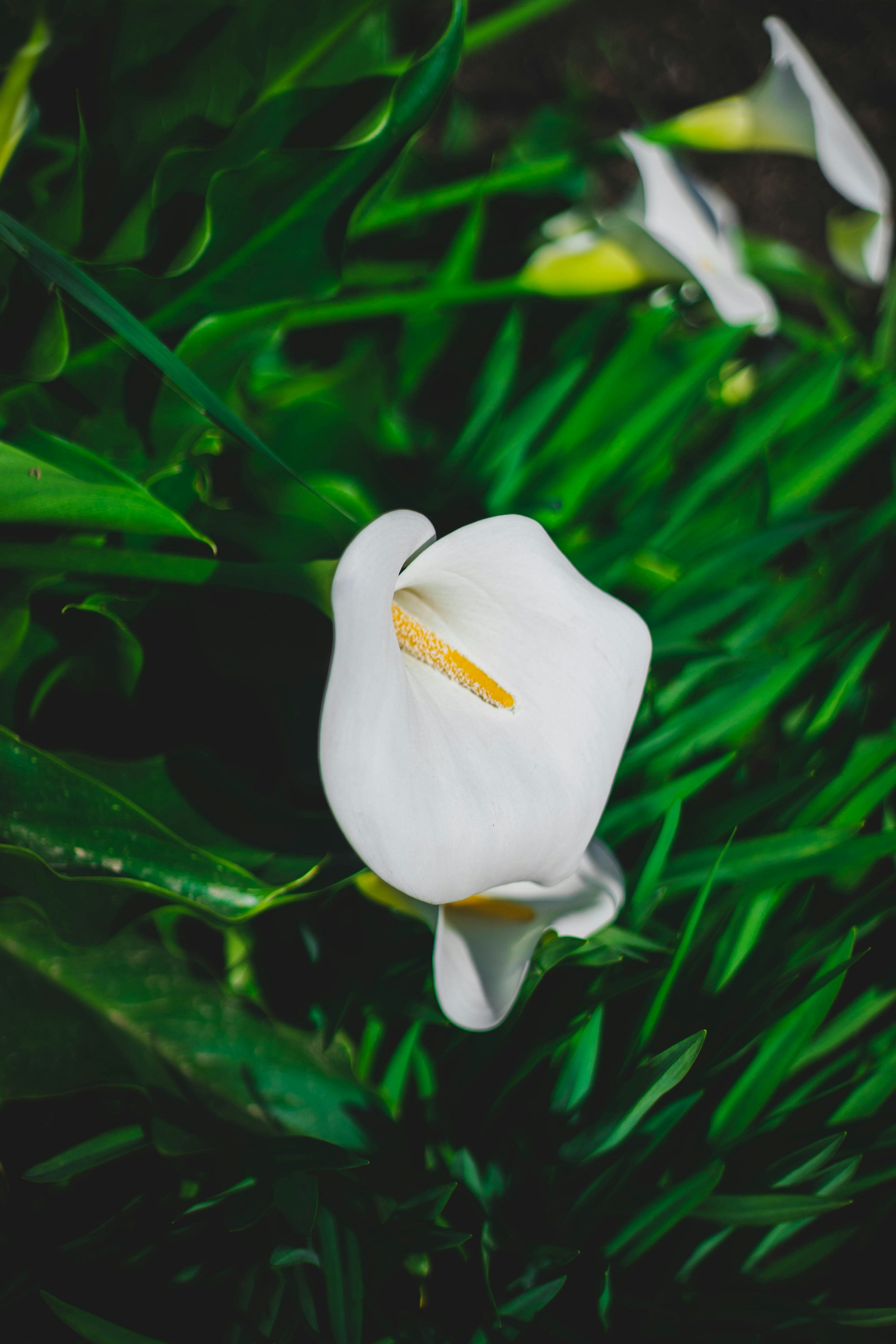 3000x4500 A single white calla lily with green leaves