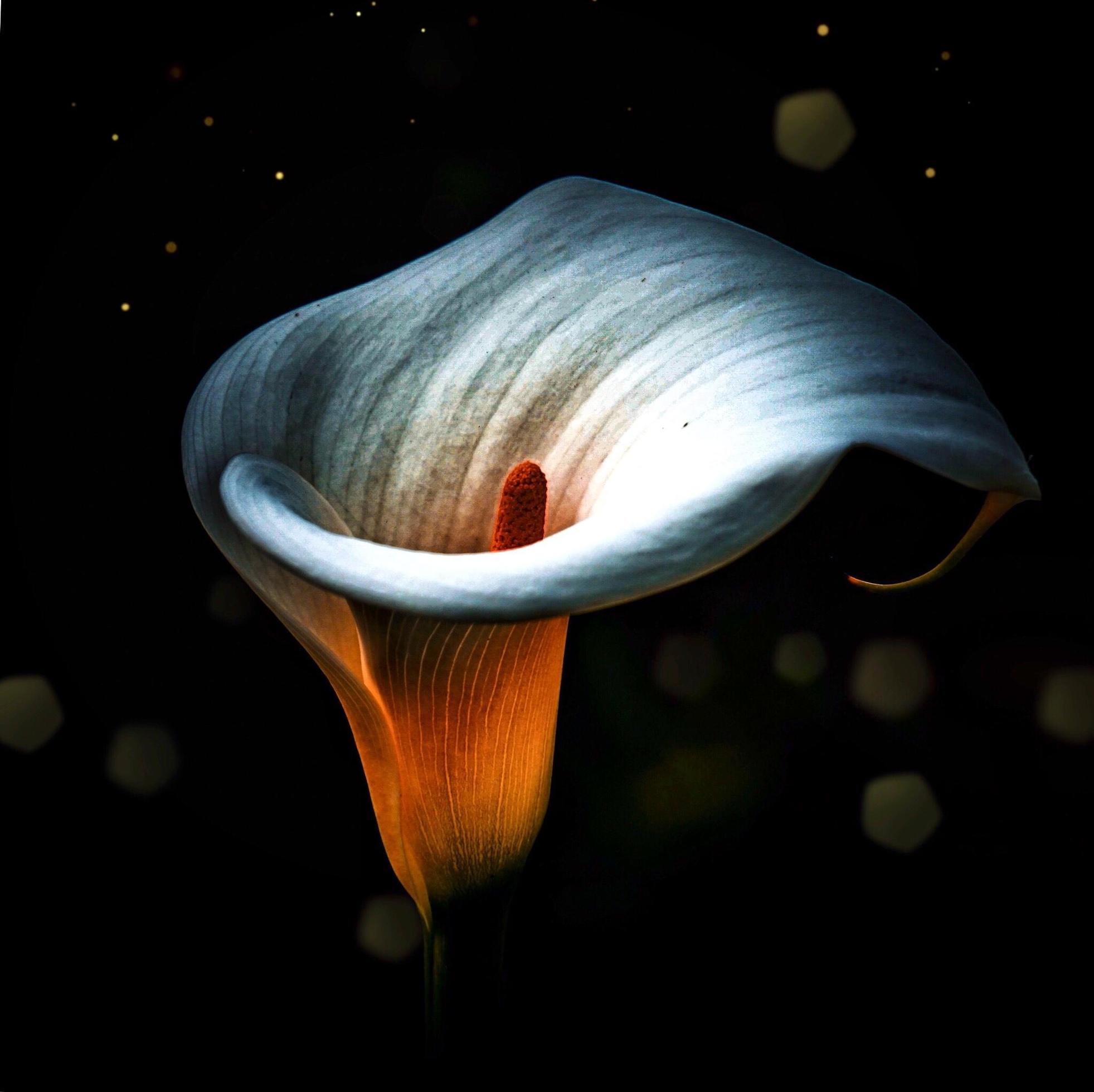 1963x1960 White calla lily flower on black background