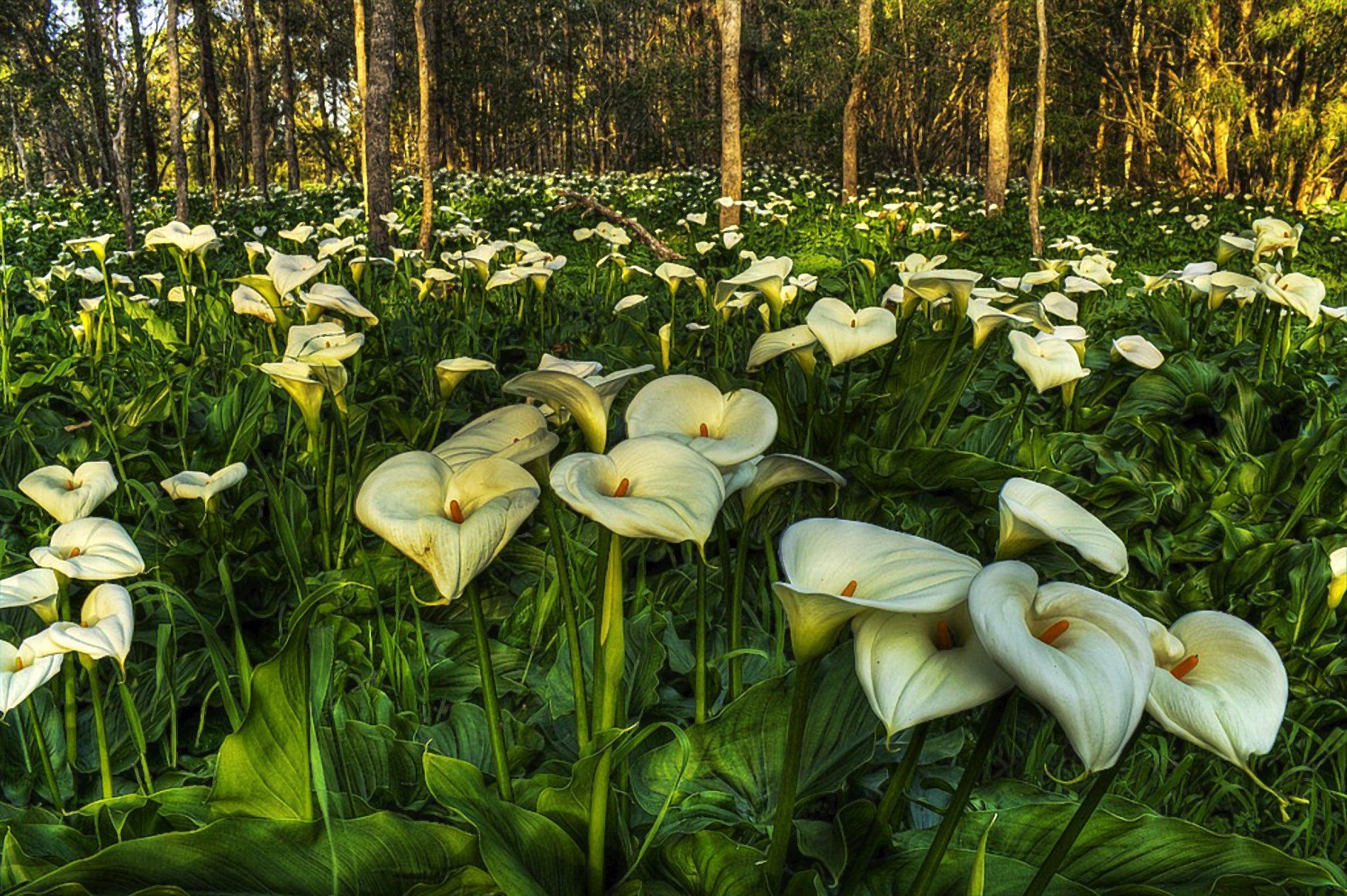 1899x1263 Serene Calla Lily Bloom: White Flowers in a Lush Forest HD Wallpaperx1263