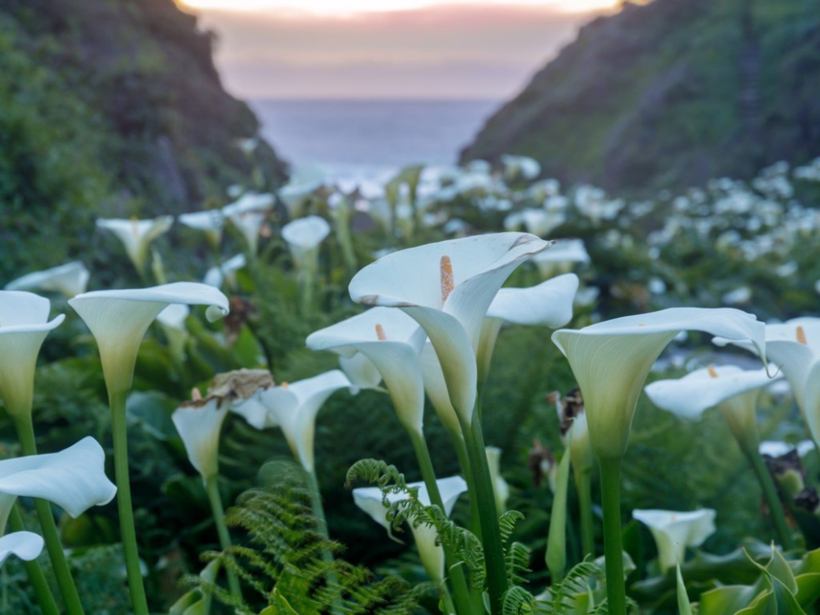 1600x1200 How To Make A Calla Lily Bloom. Gardening Know How