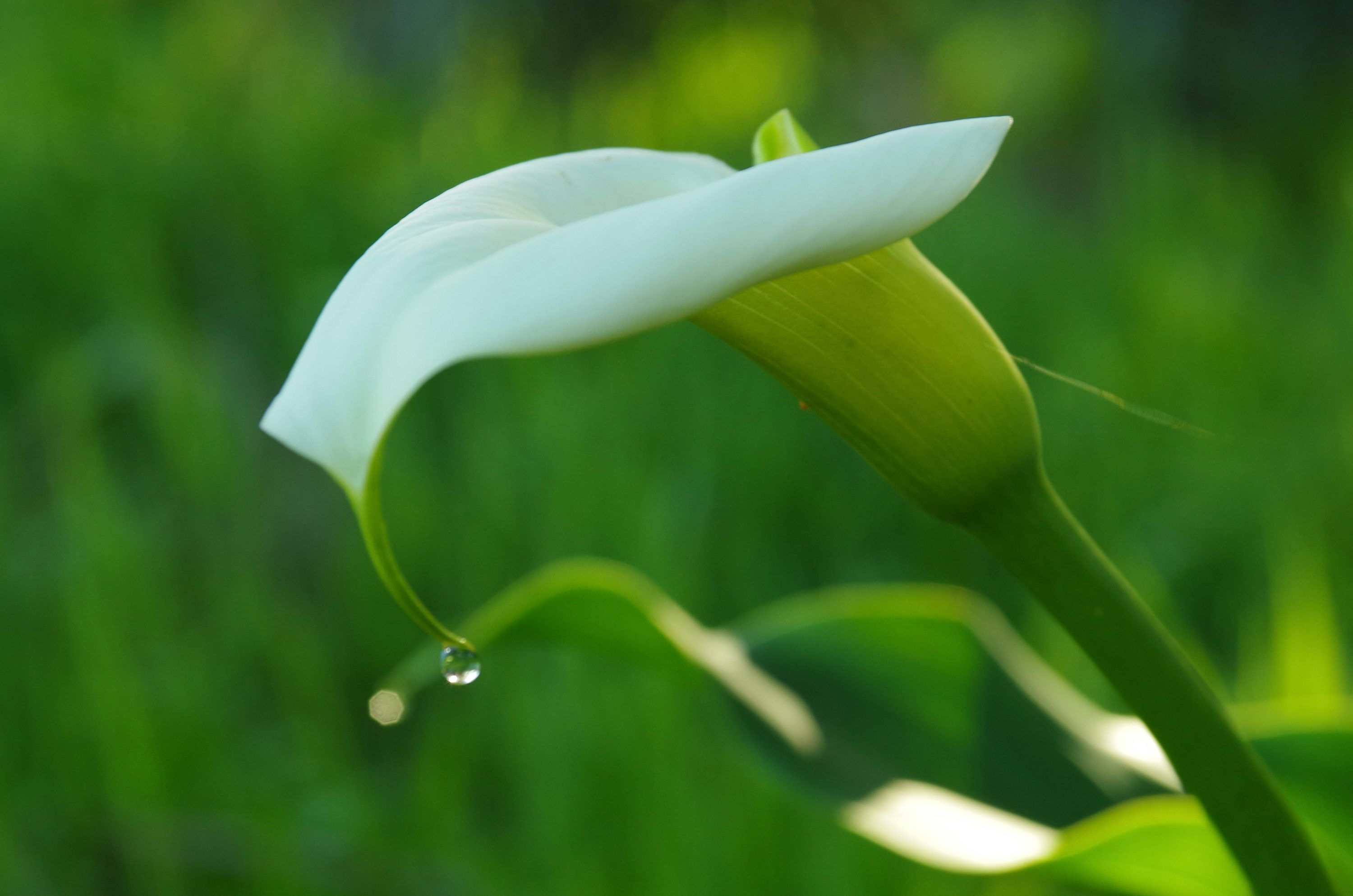 3000x1987 A single white calla lily with a water droplet