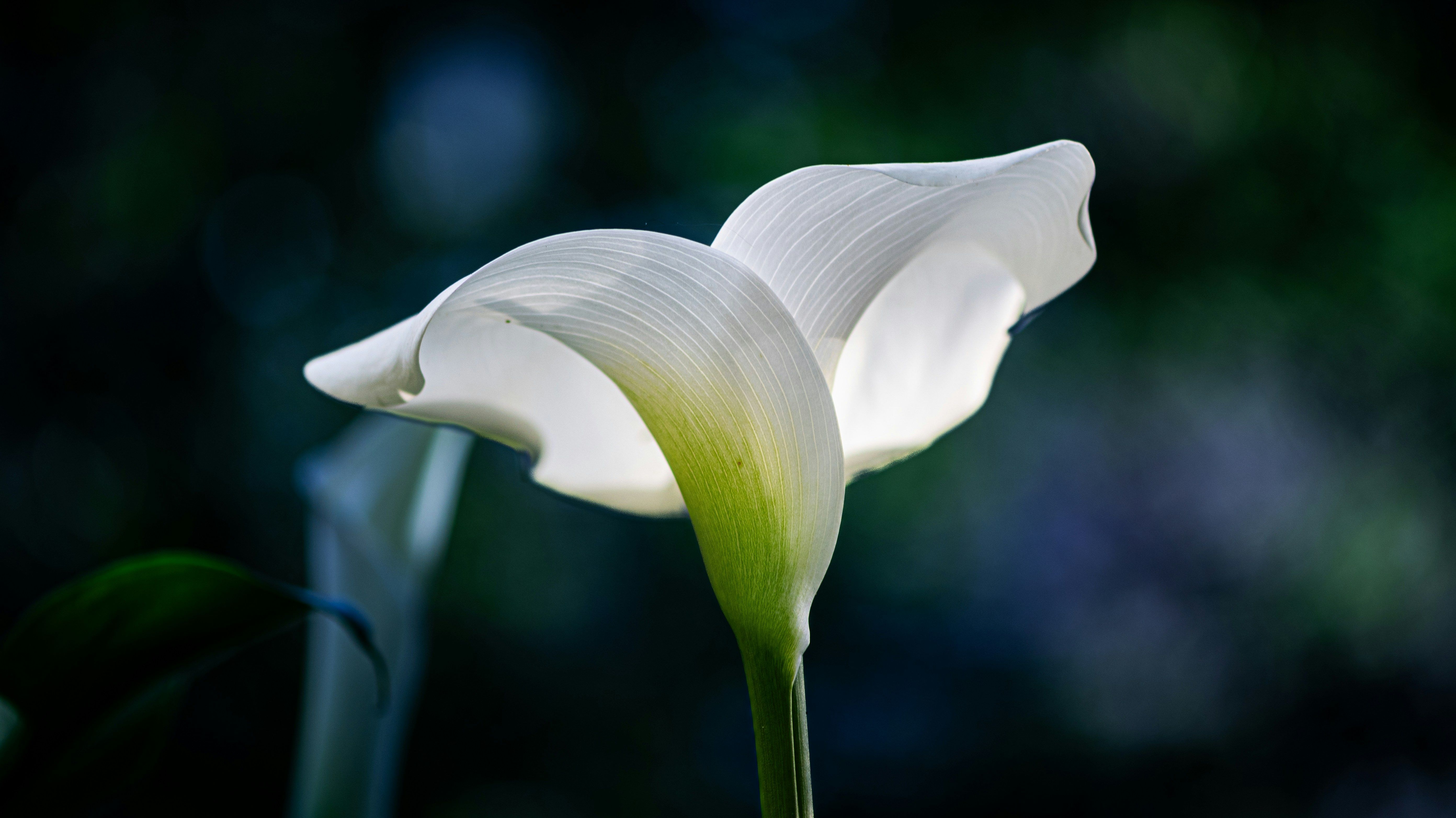 5568x3128 A single white calla lily with a water droplet