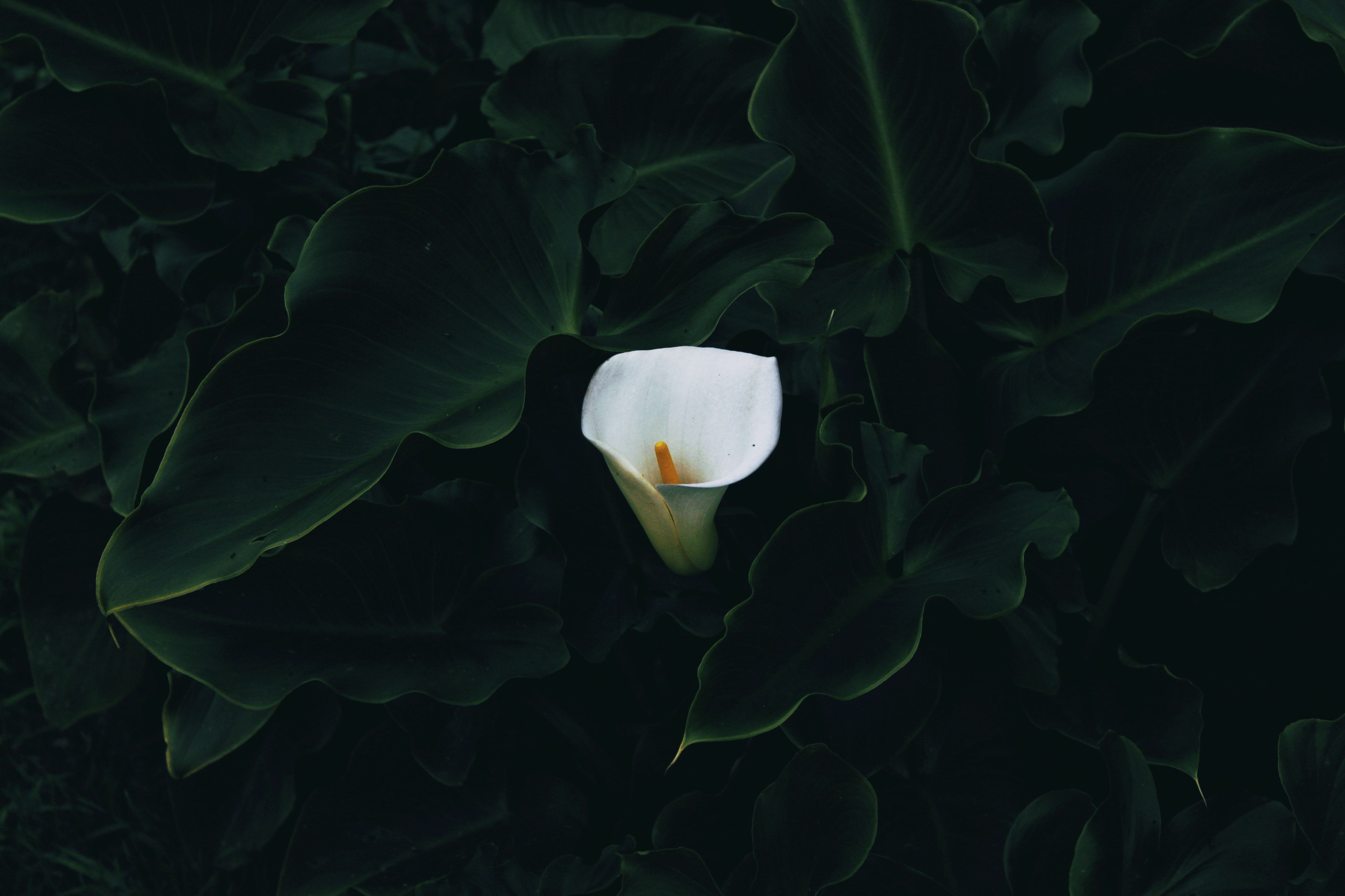 5184x3456 Elegant White Calla Lily in Dark Foliage · Free