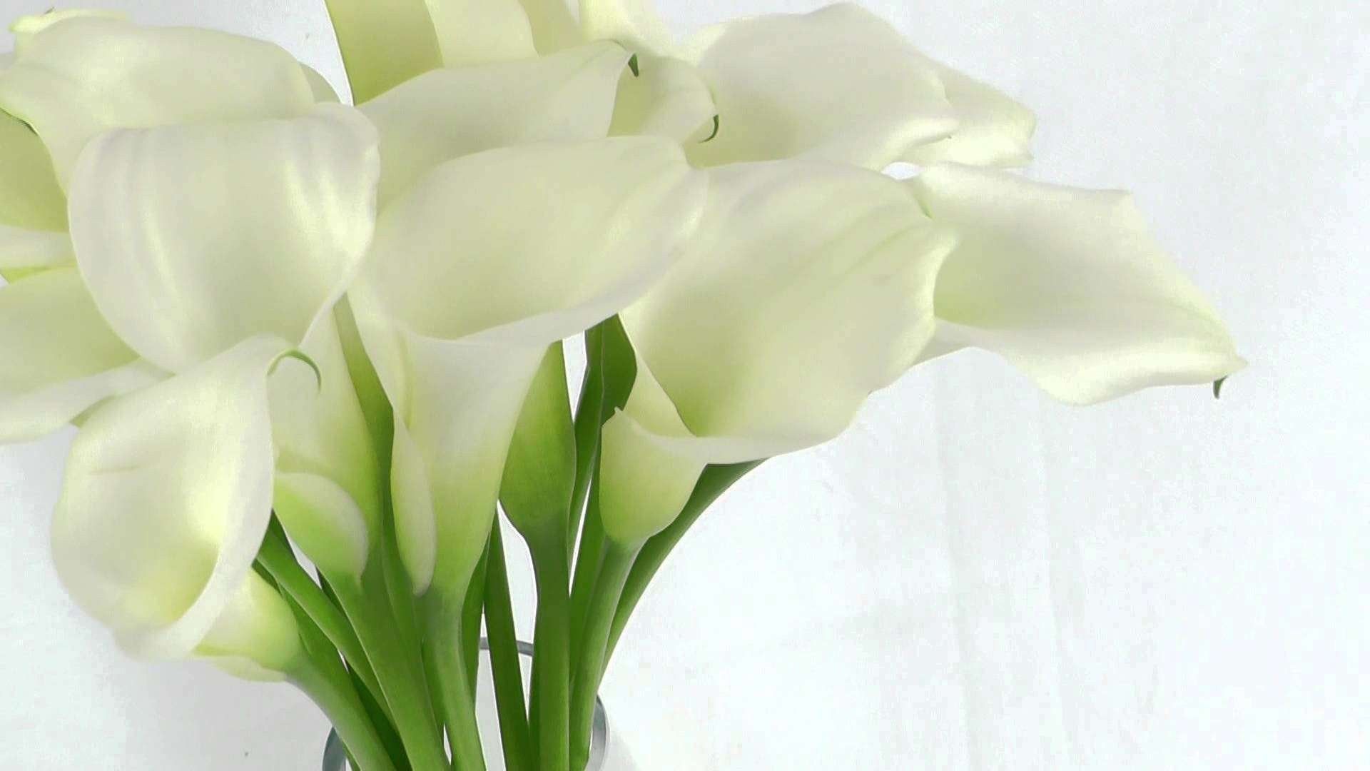 1920x1080 Calla Lily White Flowers HD Desktop Wallpaper 118020