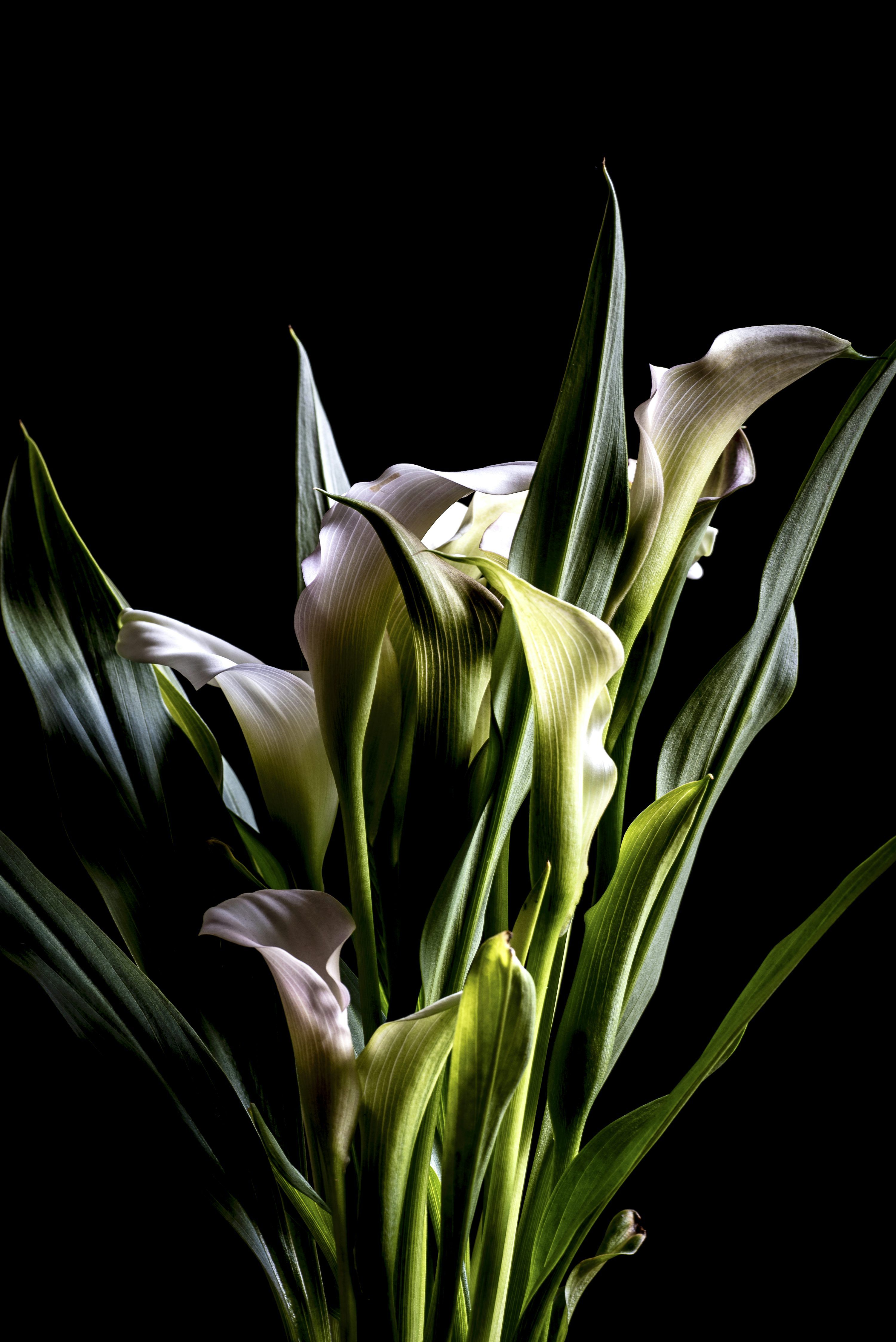 3000x4494 Calla Lily Picture. Download Free Image