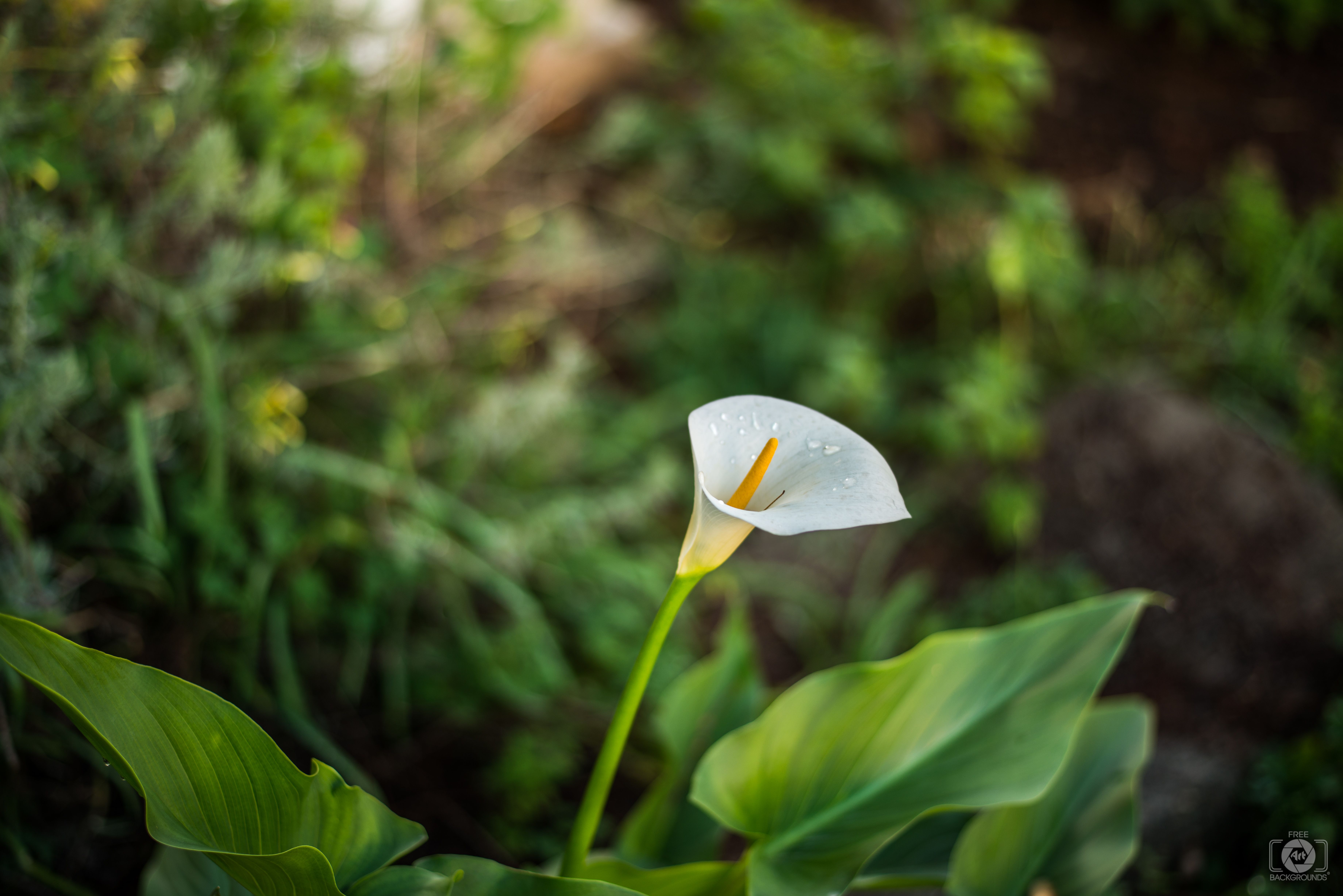 7360x4912 White Calla Lily Background Quality Free Background