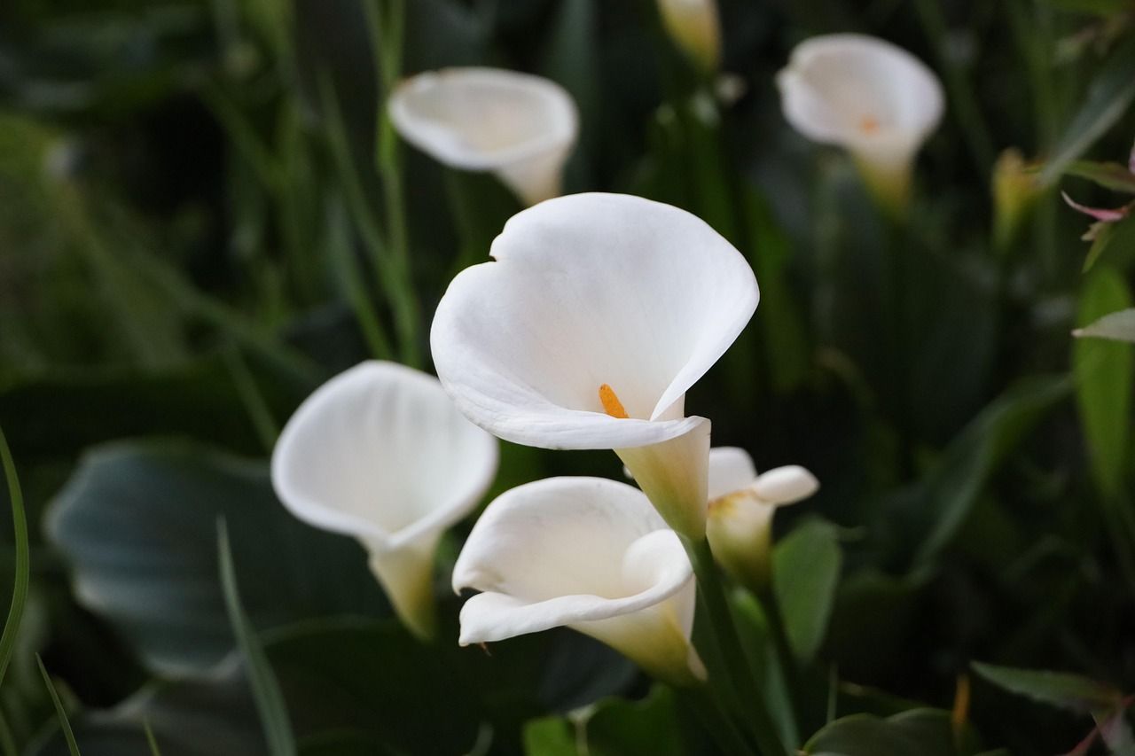 1280x853 Calla Lily White Flowers