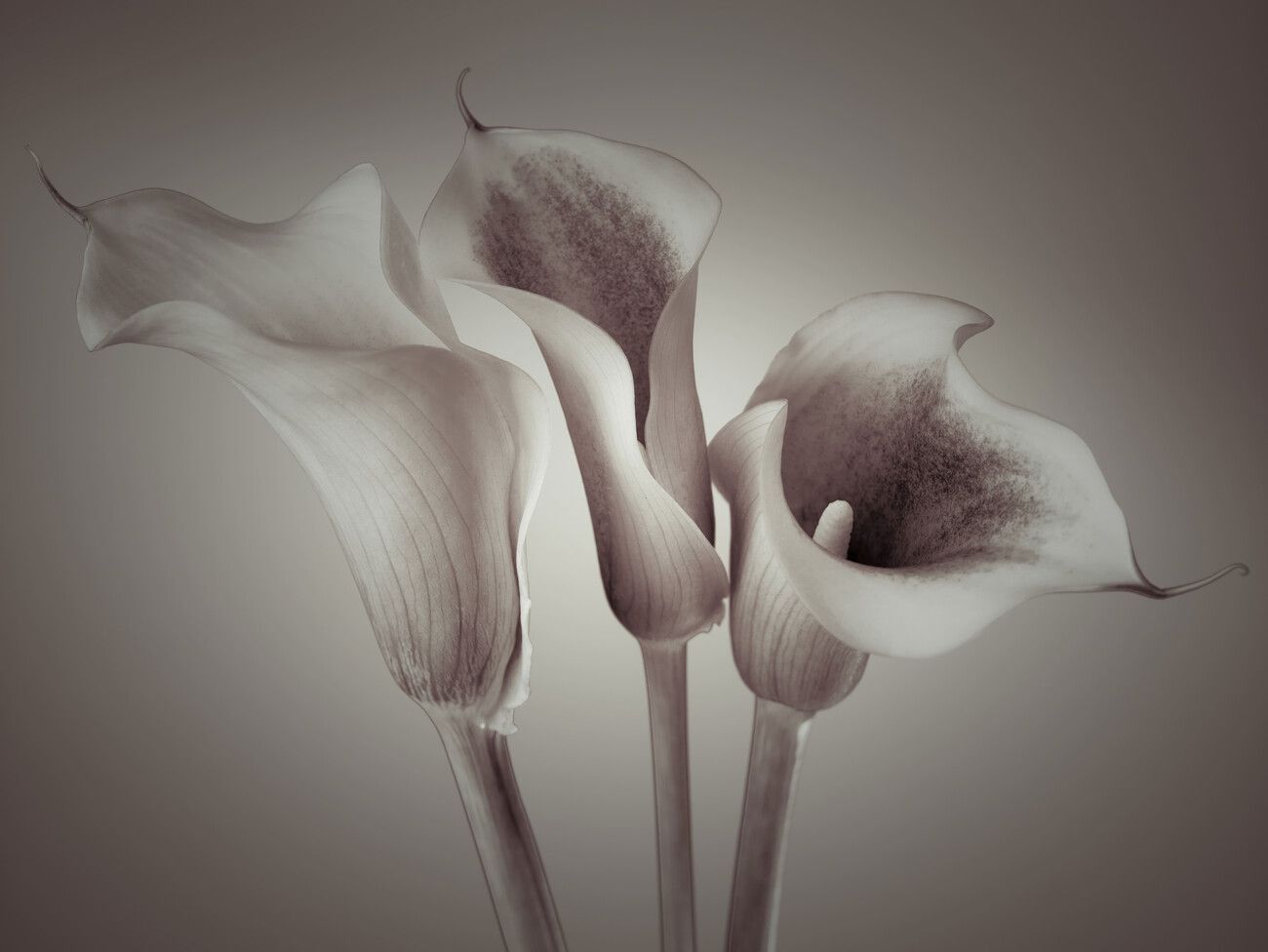 1300x976 Poster Calla Lilies. Wall Art 1 FREE