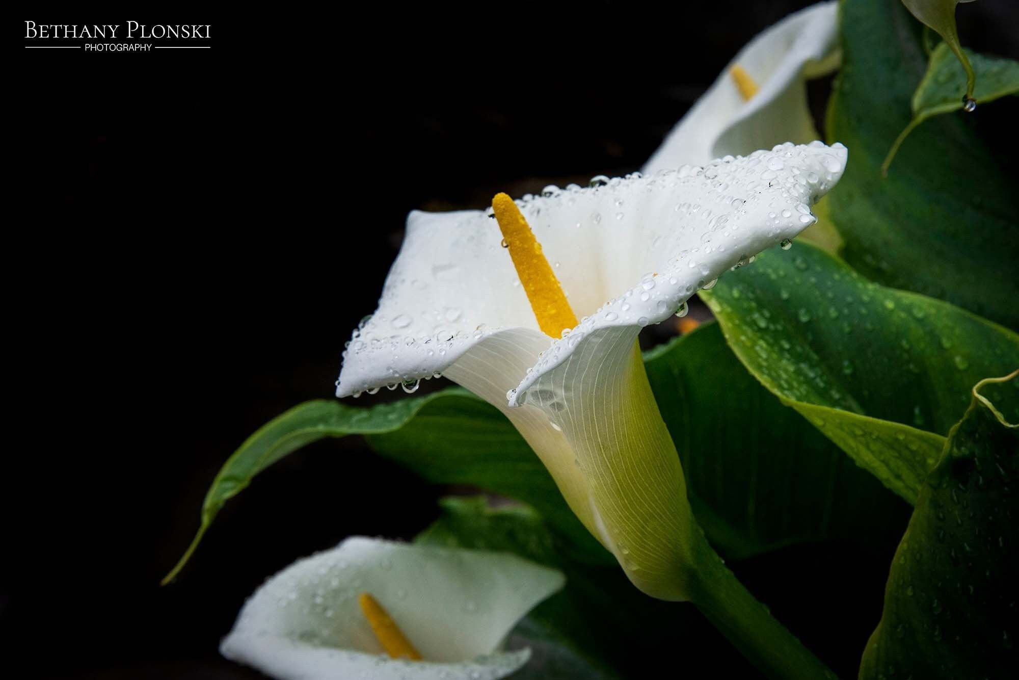 2000x1334 White Calla Lily Photo Print, Floral Wall Decor