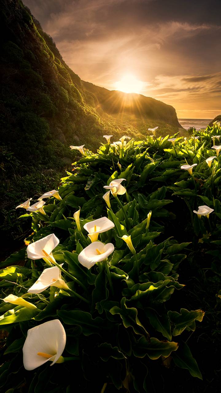 720x1280 Download Sunset Flower Earth Nature Calla Lily Phone Wallpaper