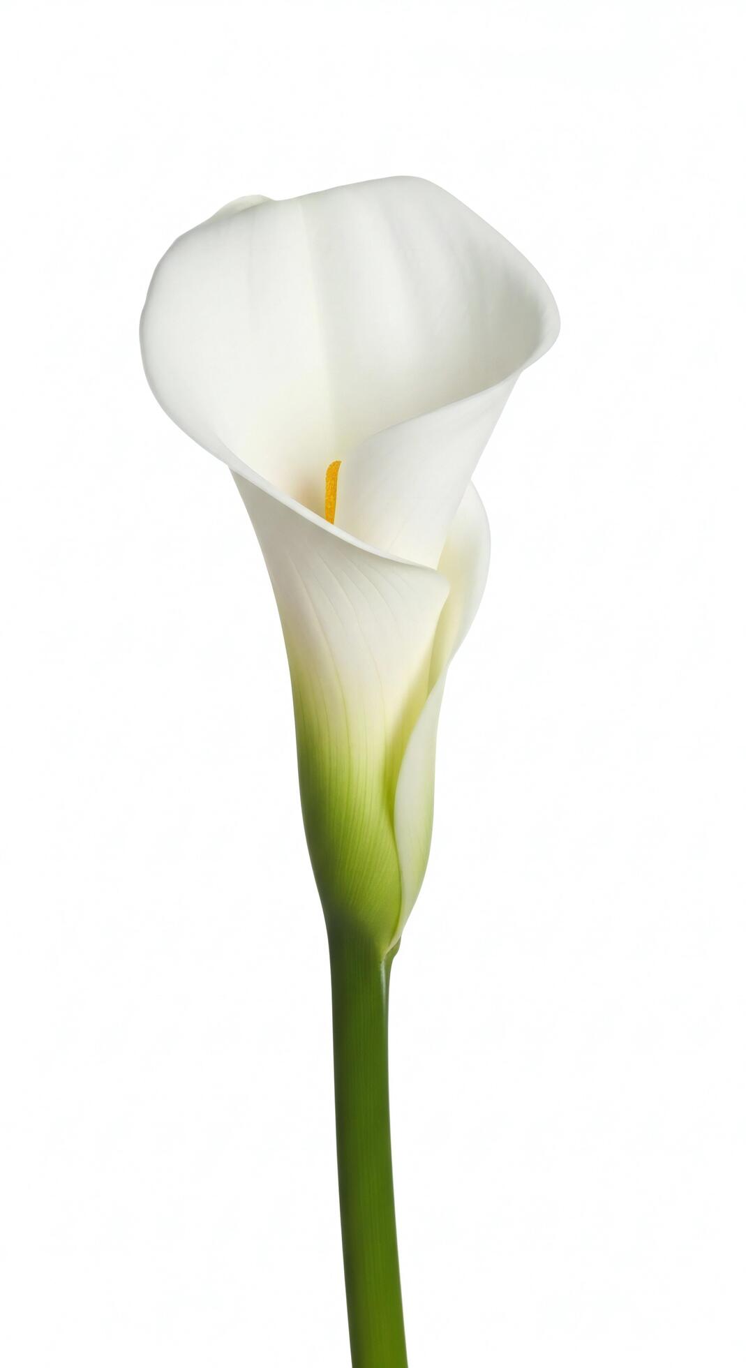 1069x1960 Flowers background, Flowers wallpaper, A single white calla lily flower with a green stem against a white background