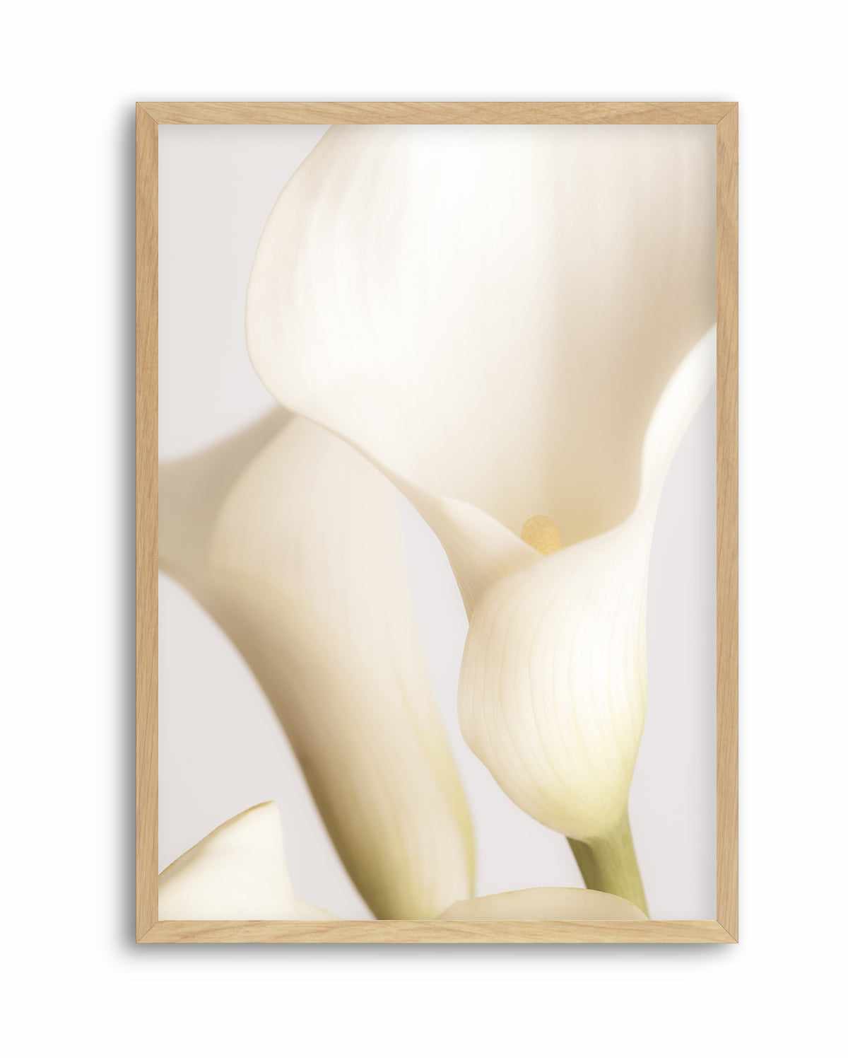 1200x1496 Botanical Wall Art Print. White Calla Lily