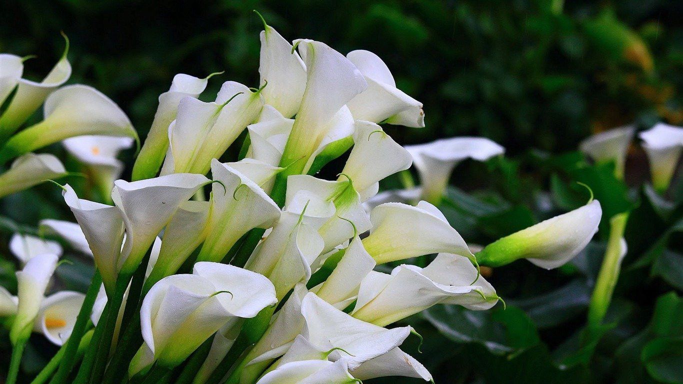 1366x768 Calla Lily White Flowers High Definition Wallpaper 118023