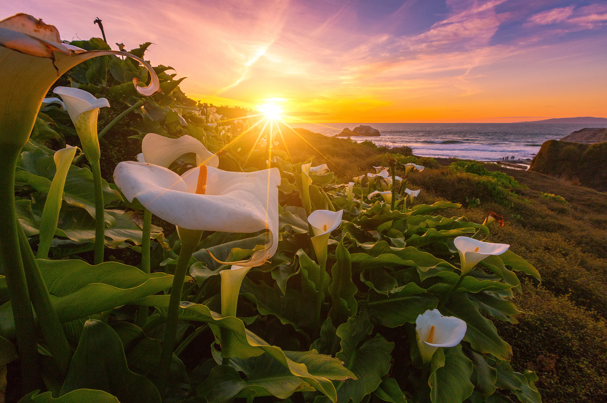 2048x1362 White calla lily flowers in bloom at daytime, lilies HD wallpaper