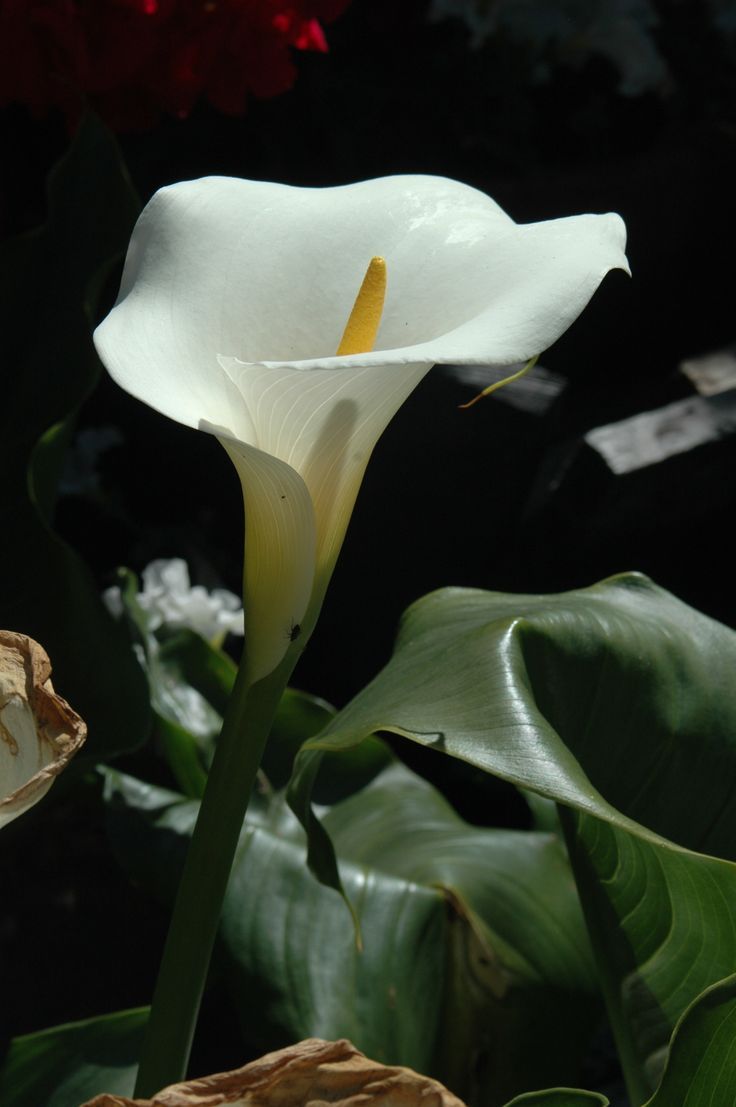 736x1107 White Calla Lily Flower with Green Leaves. Calla lily picture, White calla lily wallpaper, Calla