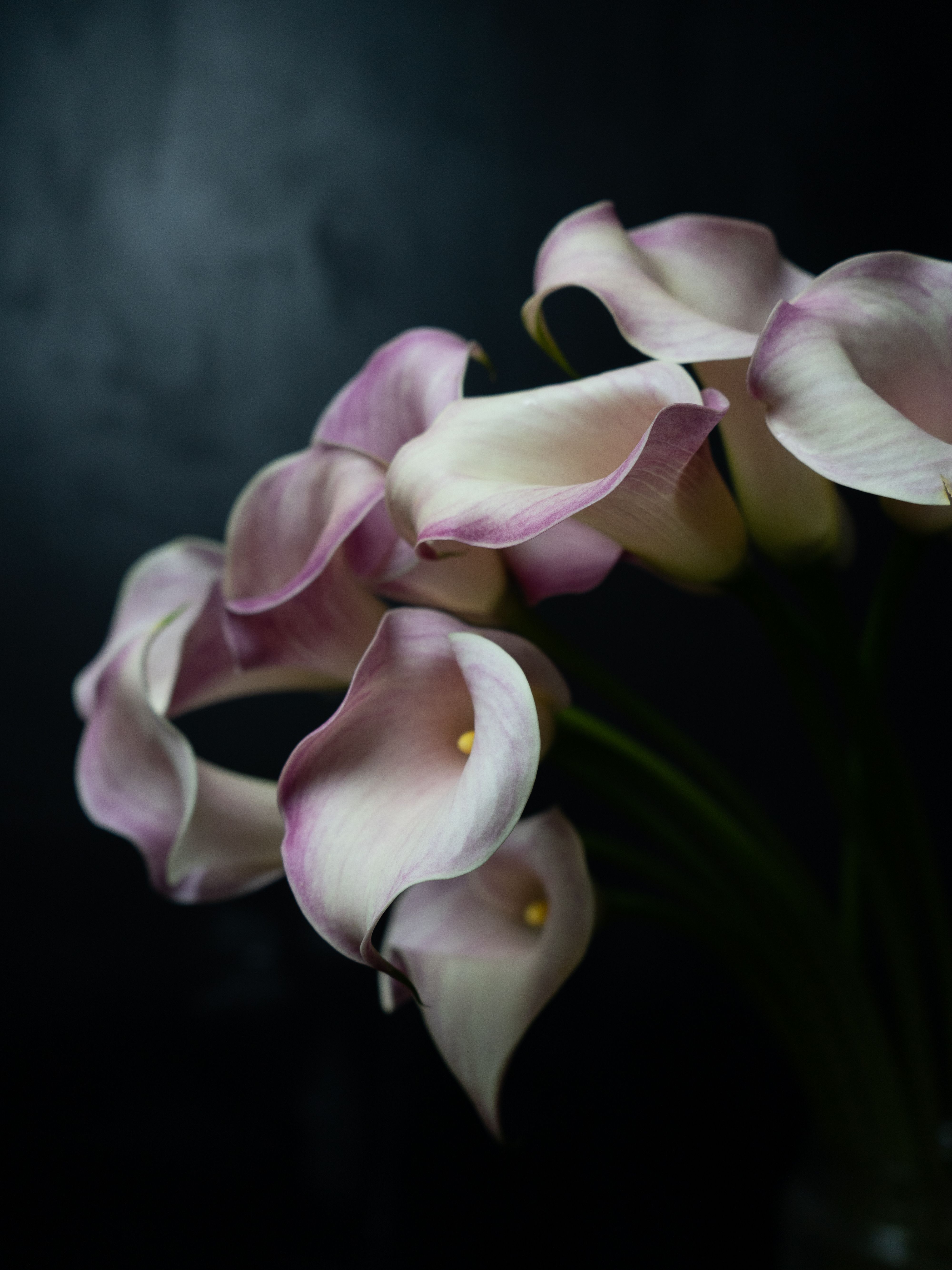 4000x5333 Calla Lily Photo, Download The BEST Free Calla Lily & HD Image