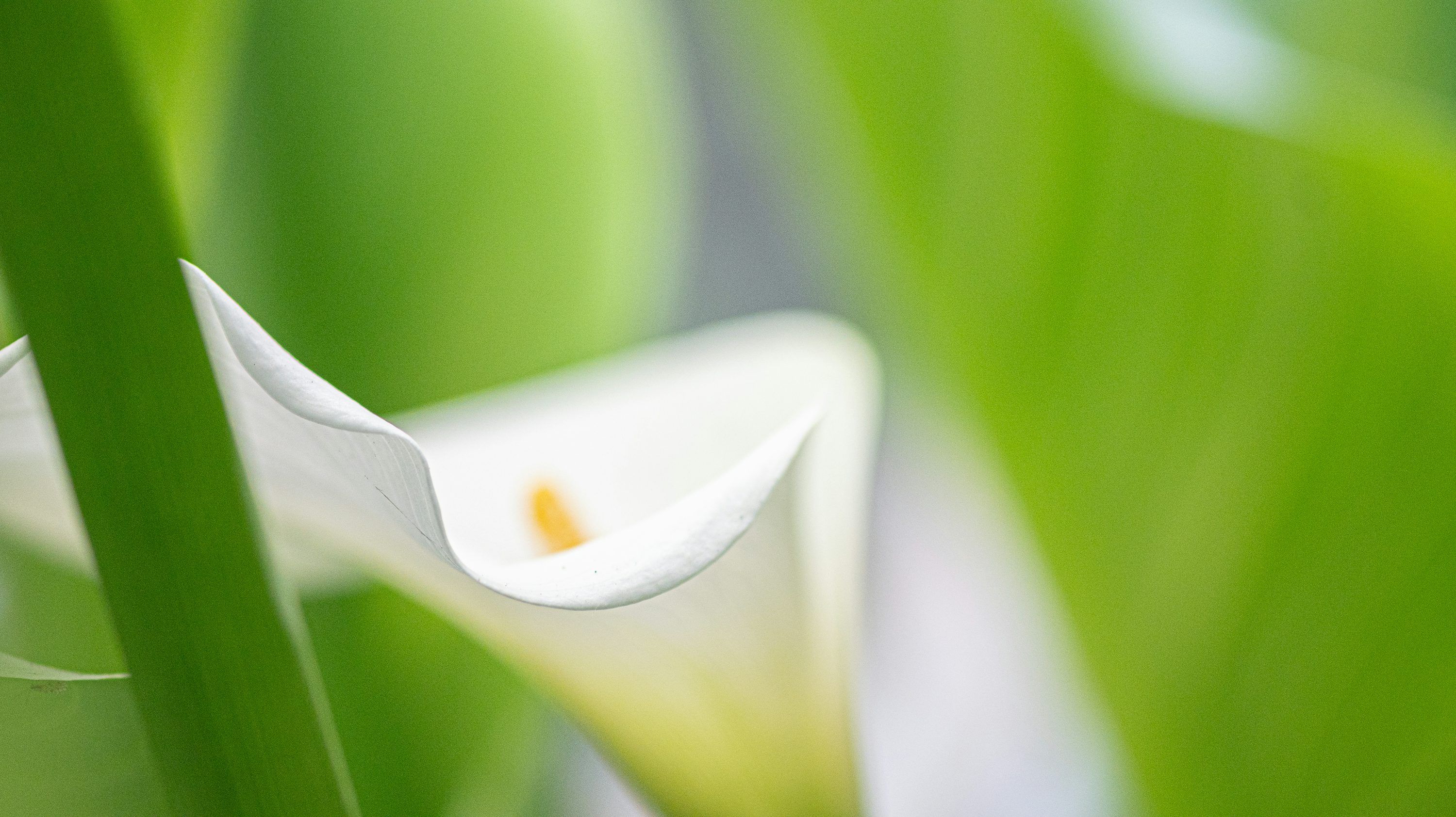3000x1685 A white calla lily blooms beautifully