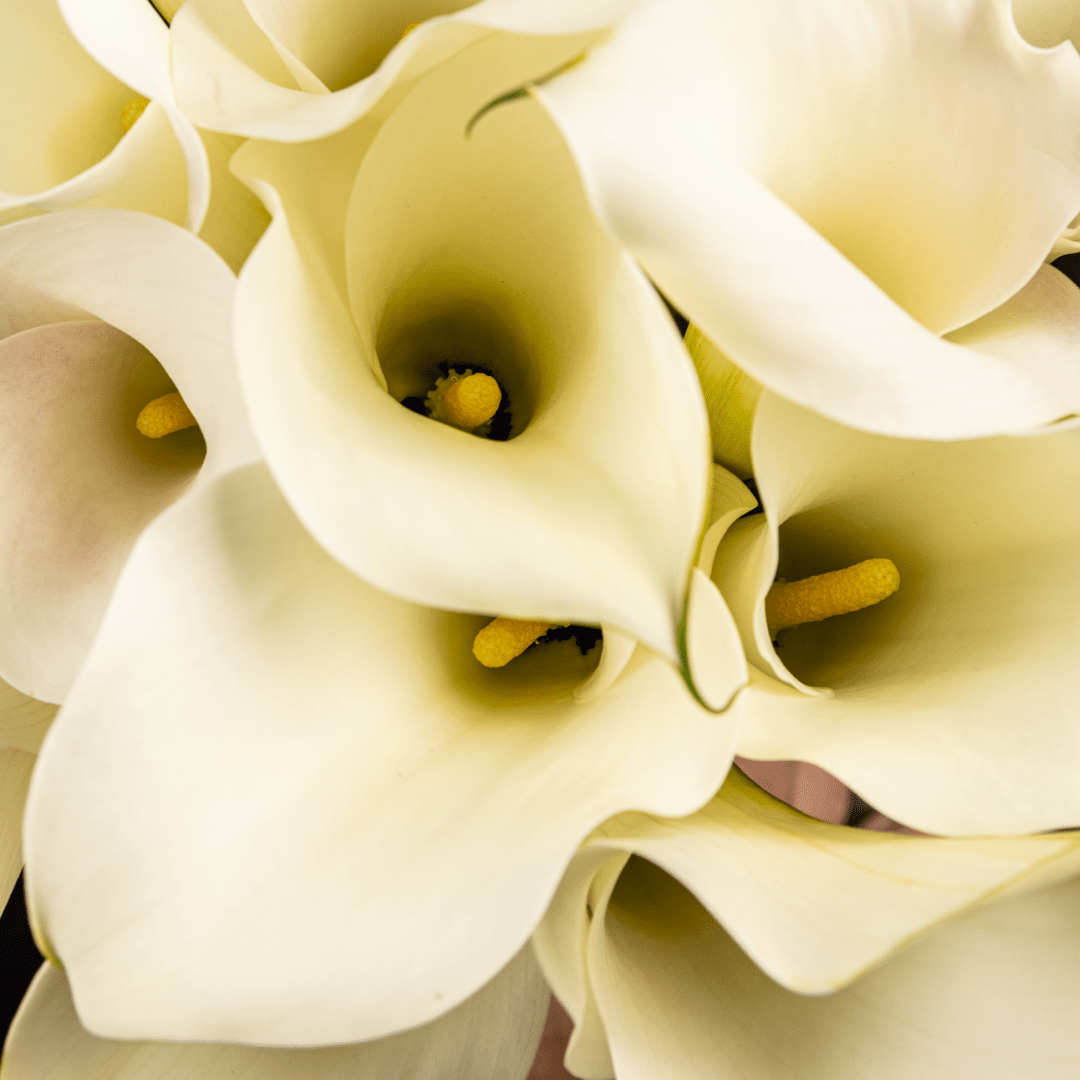1080x1080 White Calla Lily