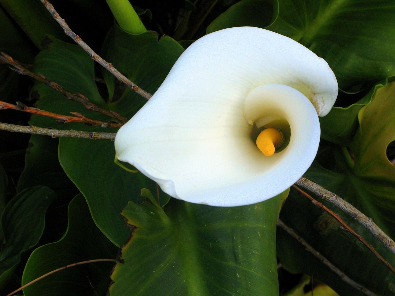 1280x960 Calla Lilly Flower White New