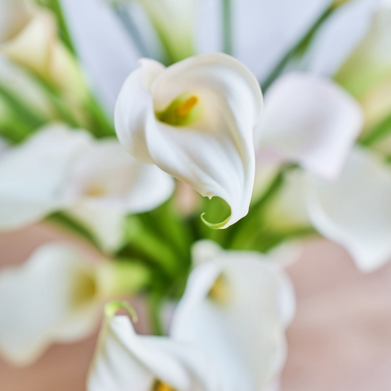 1360x1360 More White Callas