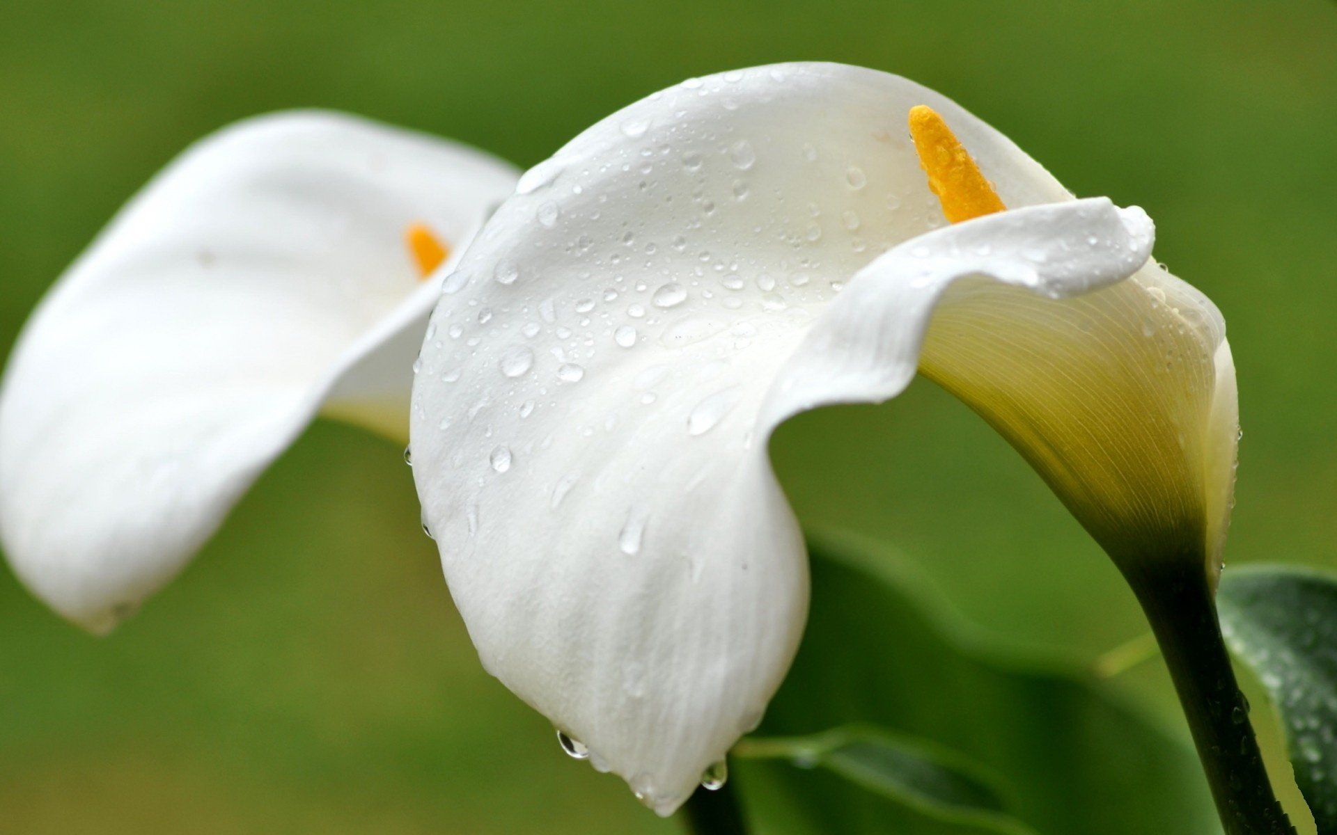 1920x1200 Elegant Calla Lily in Nature. HD Floral Wallpaperx1200
