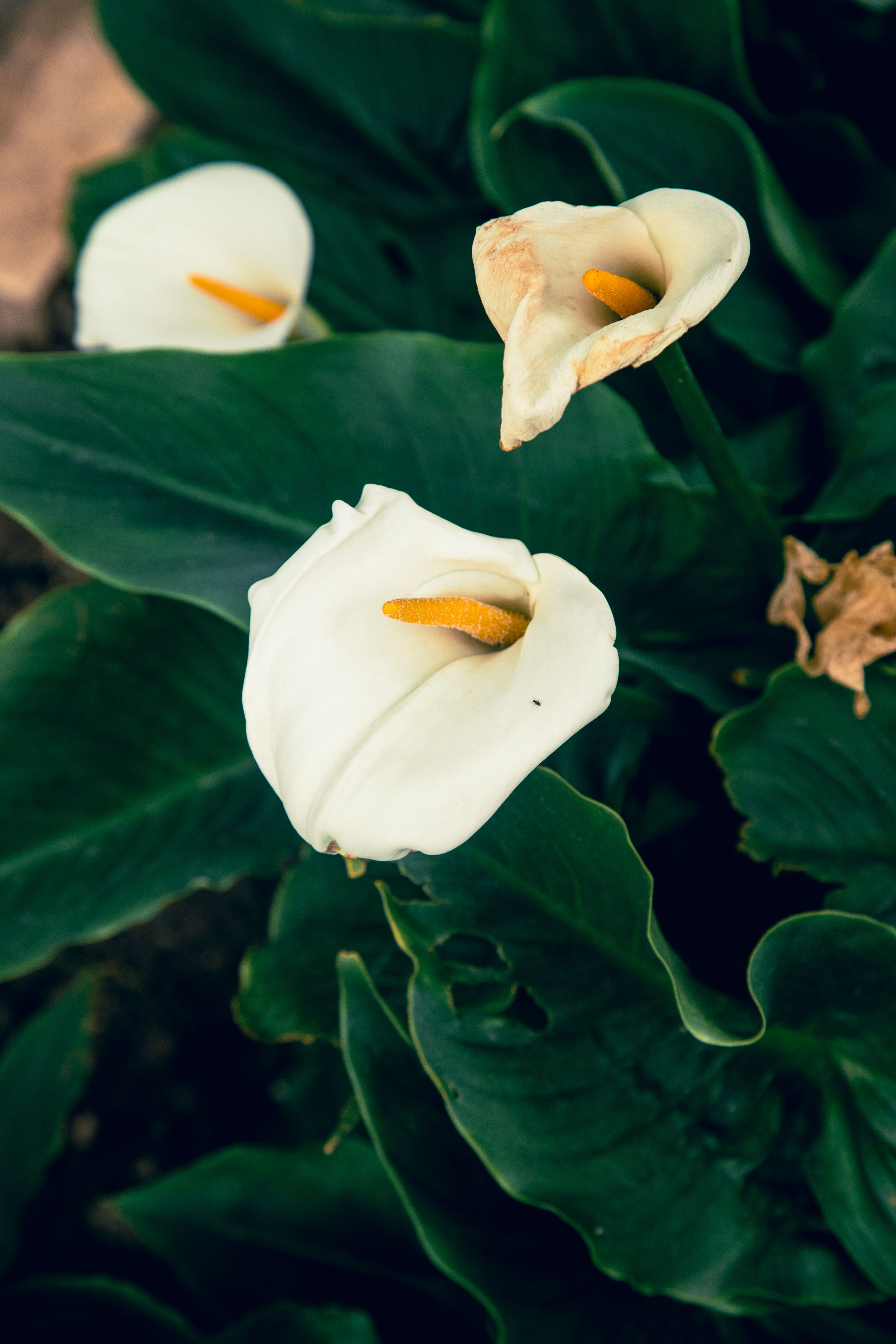 4160x6240 White Calla Lily Flowers in Full Bloom · Free
