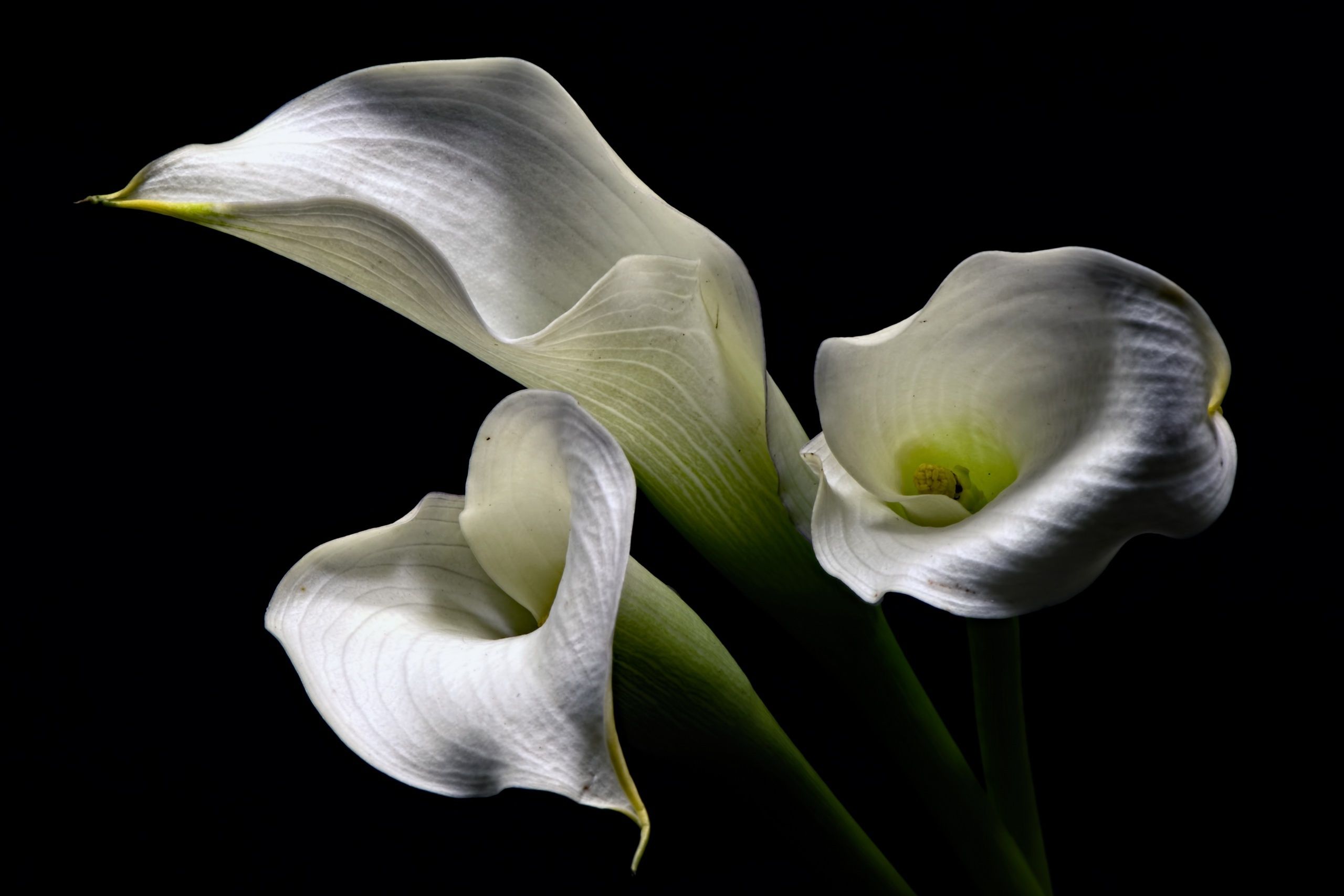 2560x1707 Calla Lily Wallpaper