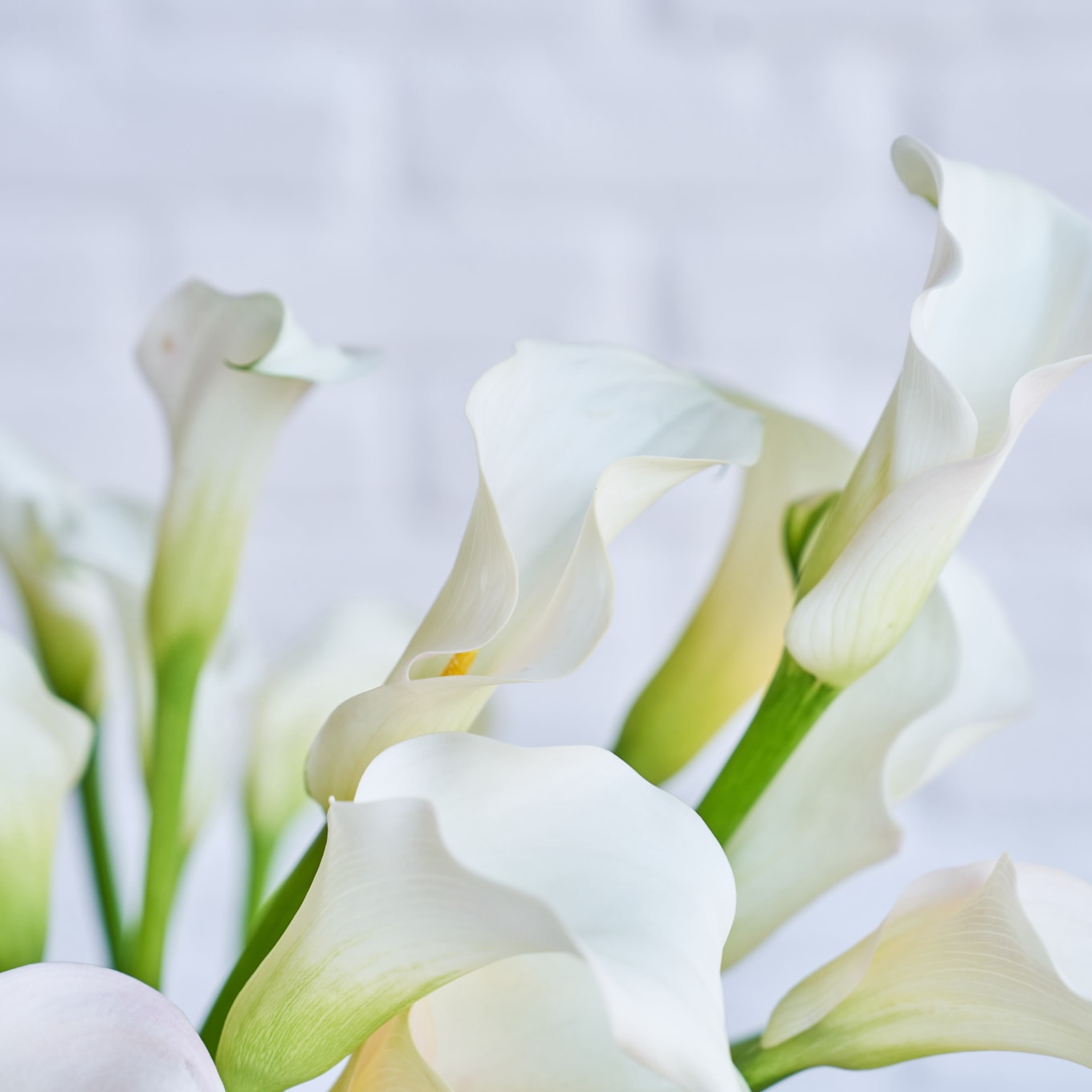 1360x1360 More White Callas