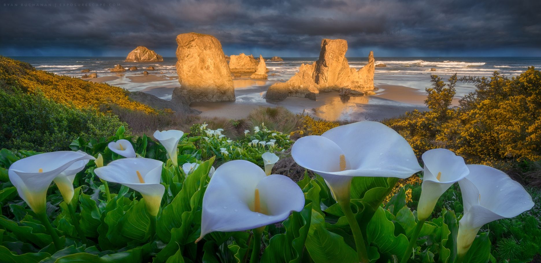 1872x911 Desktop wallpaper: Calla Lily, Oregon, Earth, Beach, Bandon Beach, Cloud, Flower, Horizon, Ocean, Seascape, Shore, White Flower 4K free download for PC. 852059