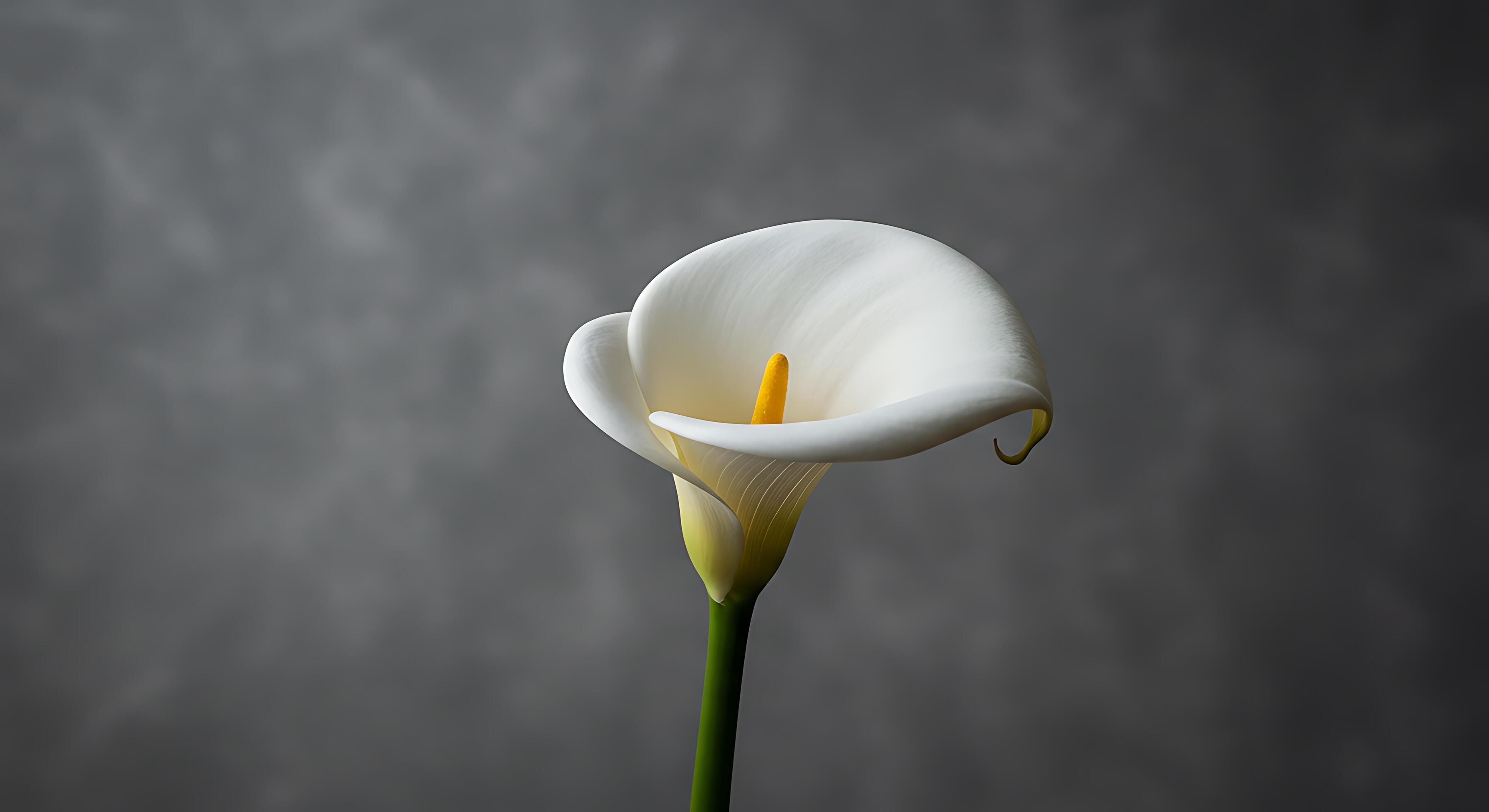 3593x1960 A single white calla lily is shown against a gray background