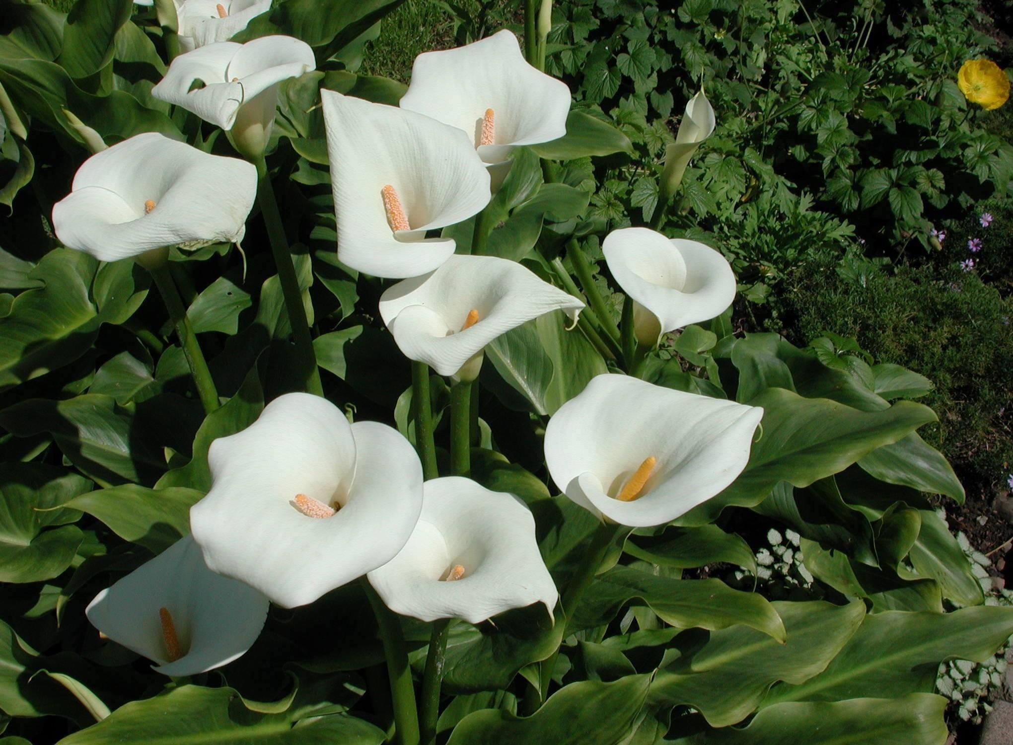 2040x1500 calla lilies, flowers, white Wallpaper, HD Flowers 4K Wallpaper, Image and Background