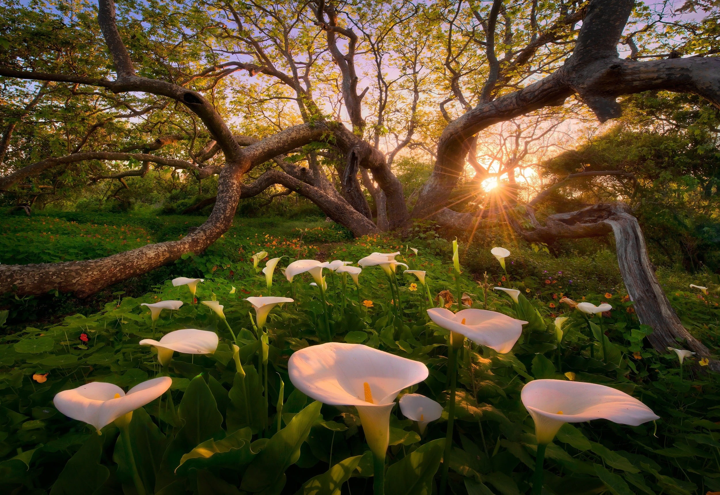 2500x1719 White peace lily, calla lilies, flowers, trees, sunset HD wallpaper