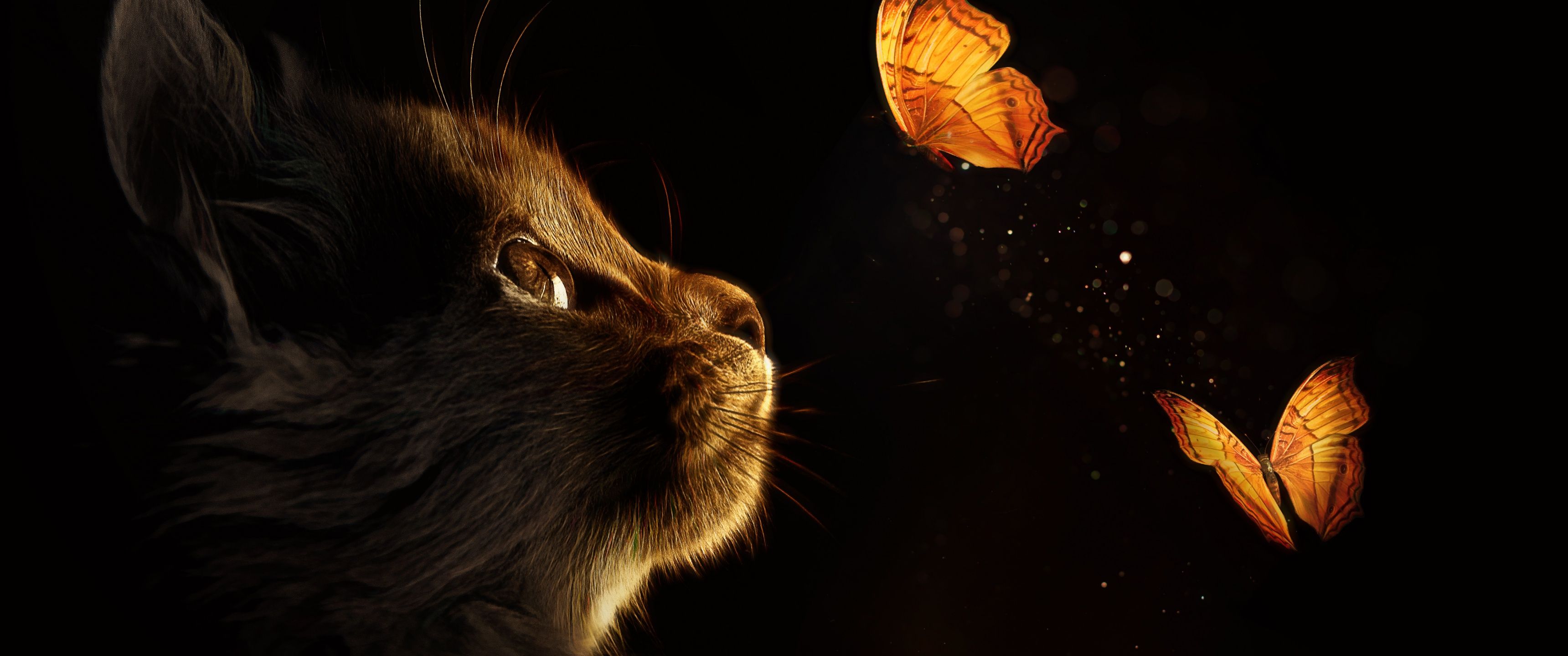 3440x1440 Kitten Wallpaper 4K, Cat, Butterflies