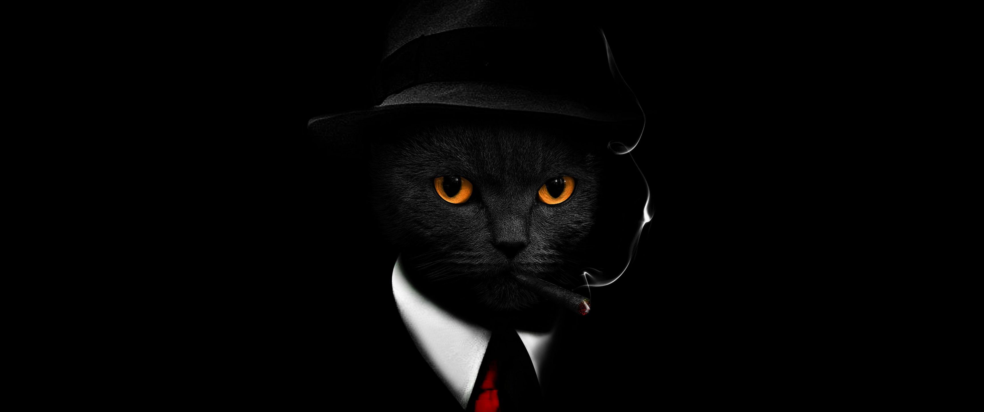 3440x1440 Black Cat Wallpaper 4K, Black background, Hat, Suit