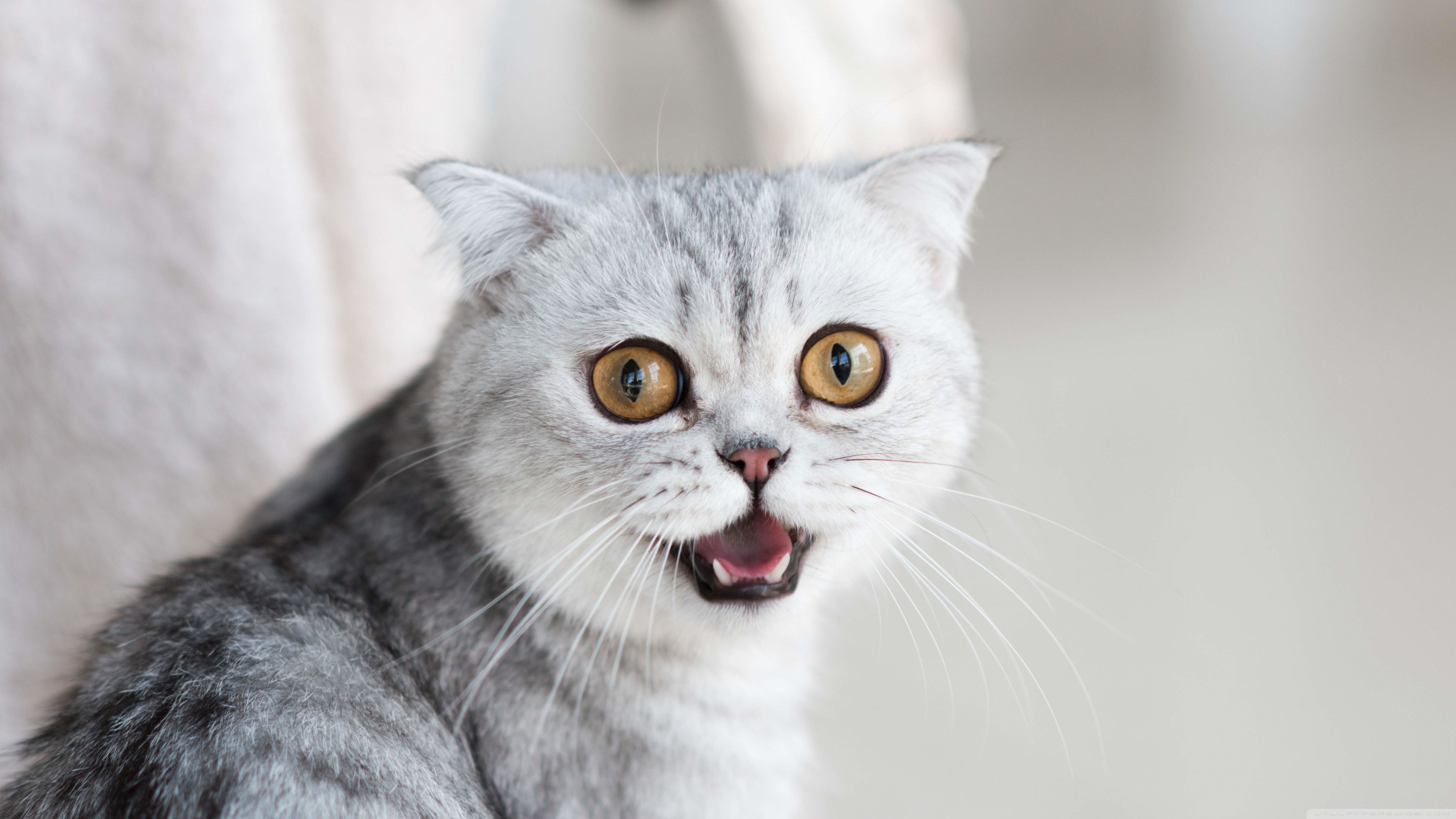 3840x2160 Cat 4K UHD Wallpaper for UltraHD Desktop and TV : Widescreen and UltraWide Display : Smartphone and Tablet Devices