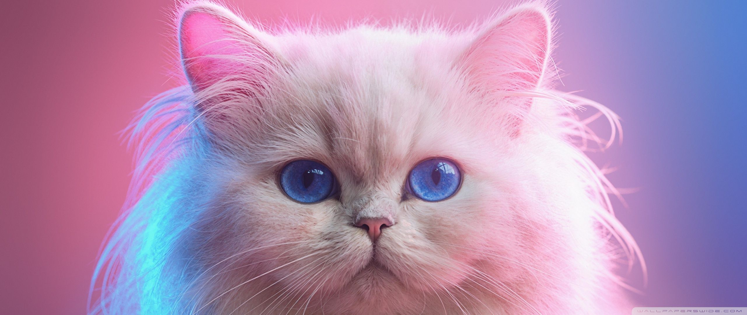 2560x1080 Beautiful White Doll Face Persian Cat 4K UHD Wallpaper For UltraHD Desktop And TV : Widescreen And UltraWide Display : Dual Monitor : Smartphone And Tablet Devices