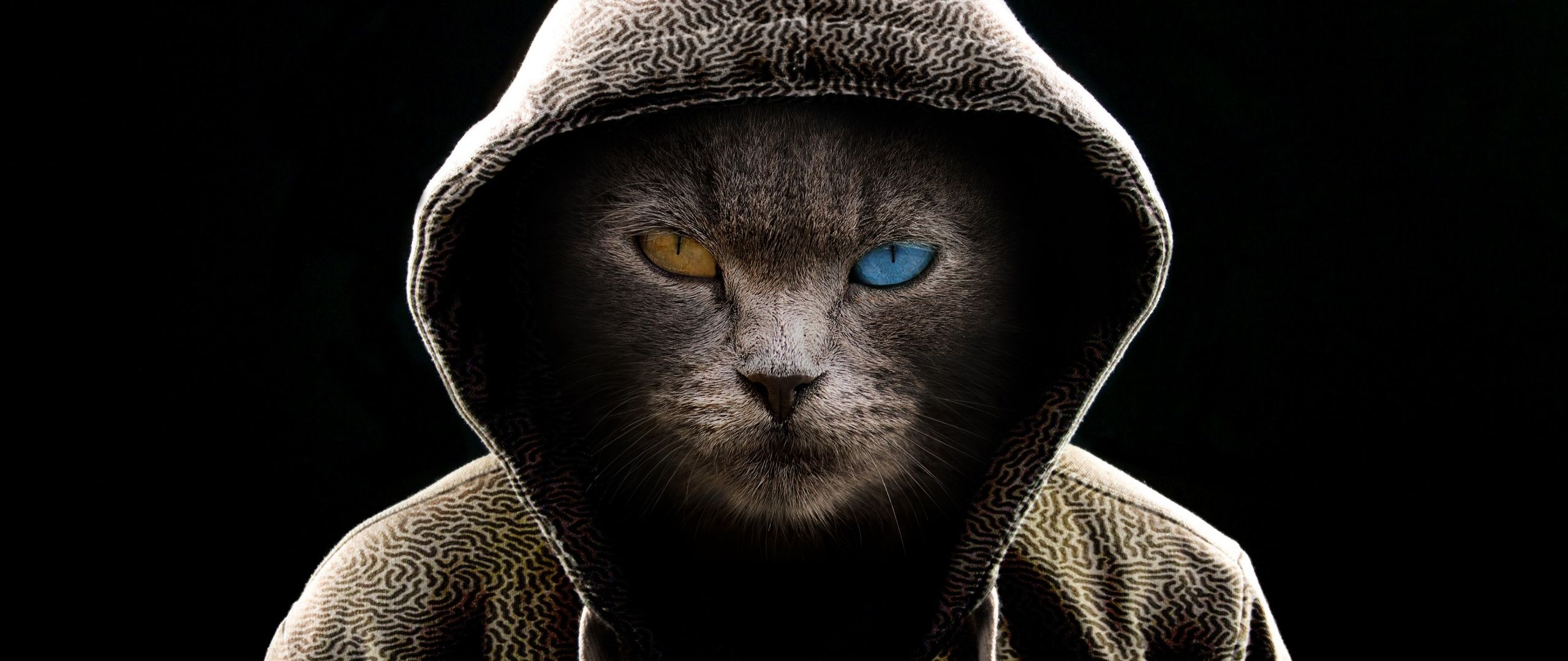 2560x1080 Scary Cat Wallpaper 4K, Hoodie, Animal Portrait