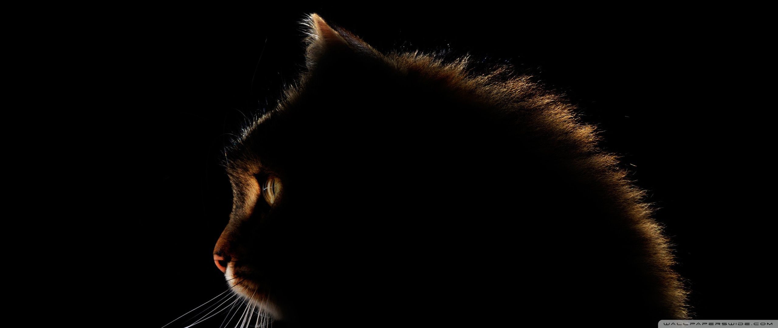 2560x1080 Cat Dark Silhouette 4K UHD Wallpaper for UltraHD Desktop and TV : Dual Monitor : Smartphone and Tablet Devices