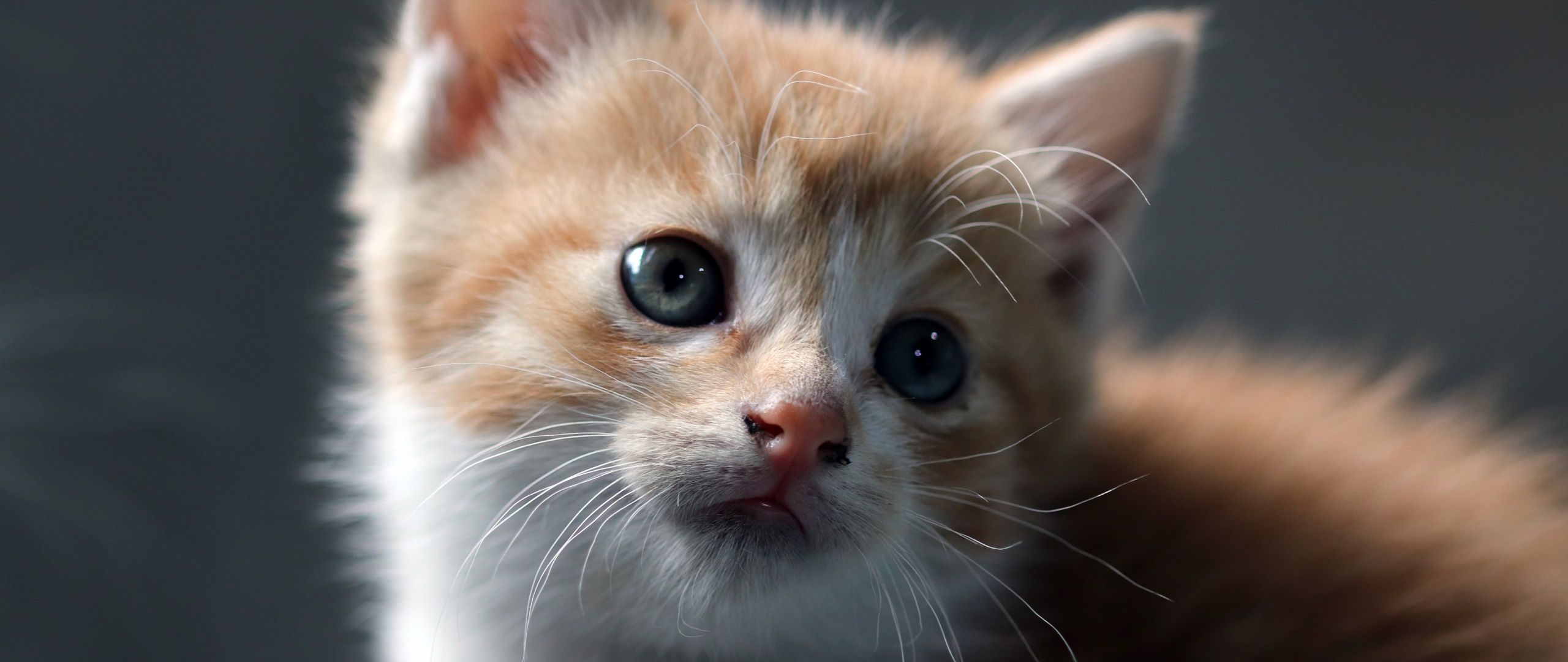 2560x1080 Cat Wallpaper 4K, Kitten, Pet, Domestic Animals