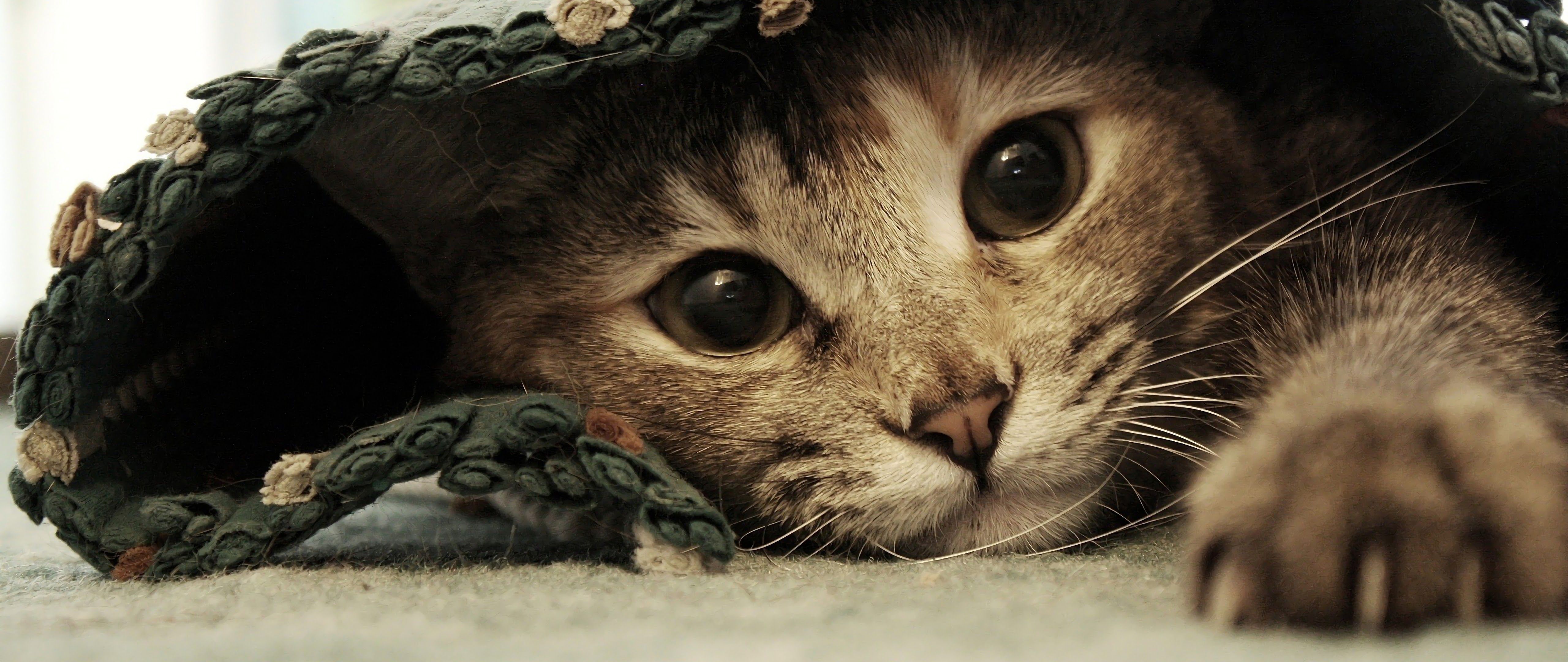 5120x2160 Cat Deskk Wallpaper