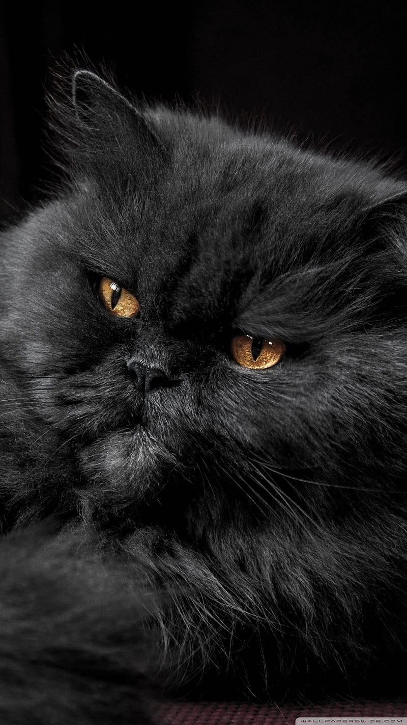 800x1422 Beautiful Persian Cat Ultra Background for U TV : & UltraWide & Laptop : Tablet : Smartphone, HD phone wallpaper