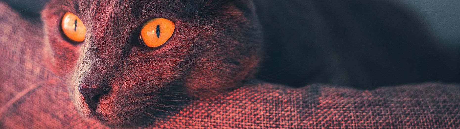1860x523 Cat Eyes