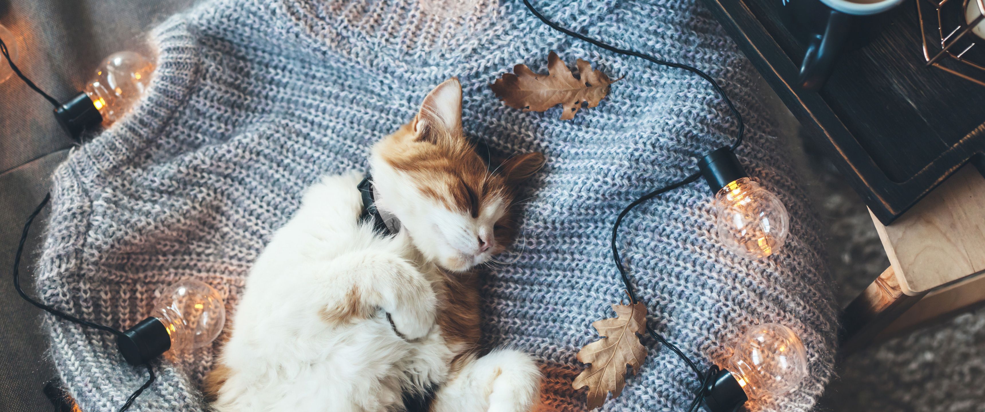 3440x1440 Cozy Wallpaper 4K, Cat, 5K, Sleeping, Lights