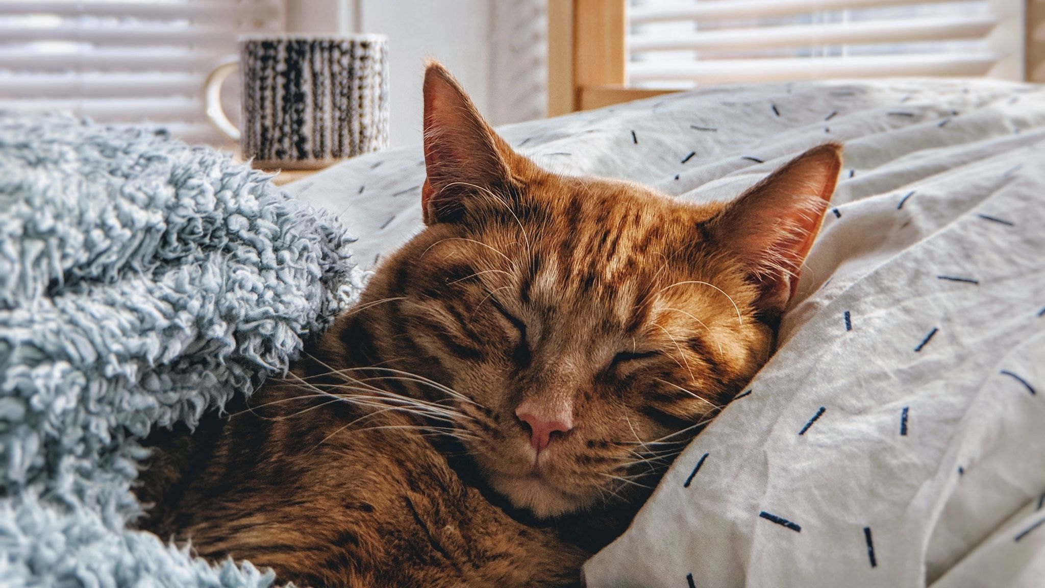 2048x1152 Download wallpaper 2048x1152 cat, sleep, bed, comfort ultrawide monitor HD background