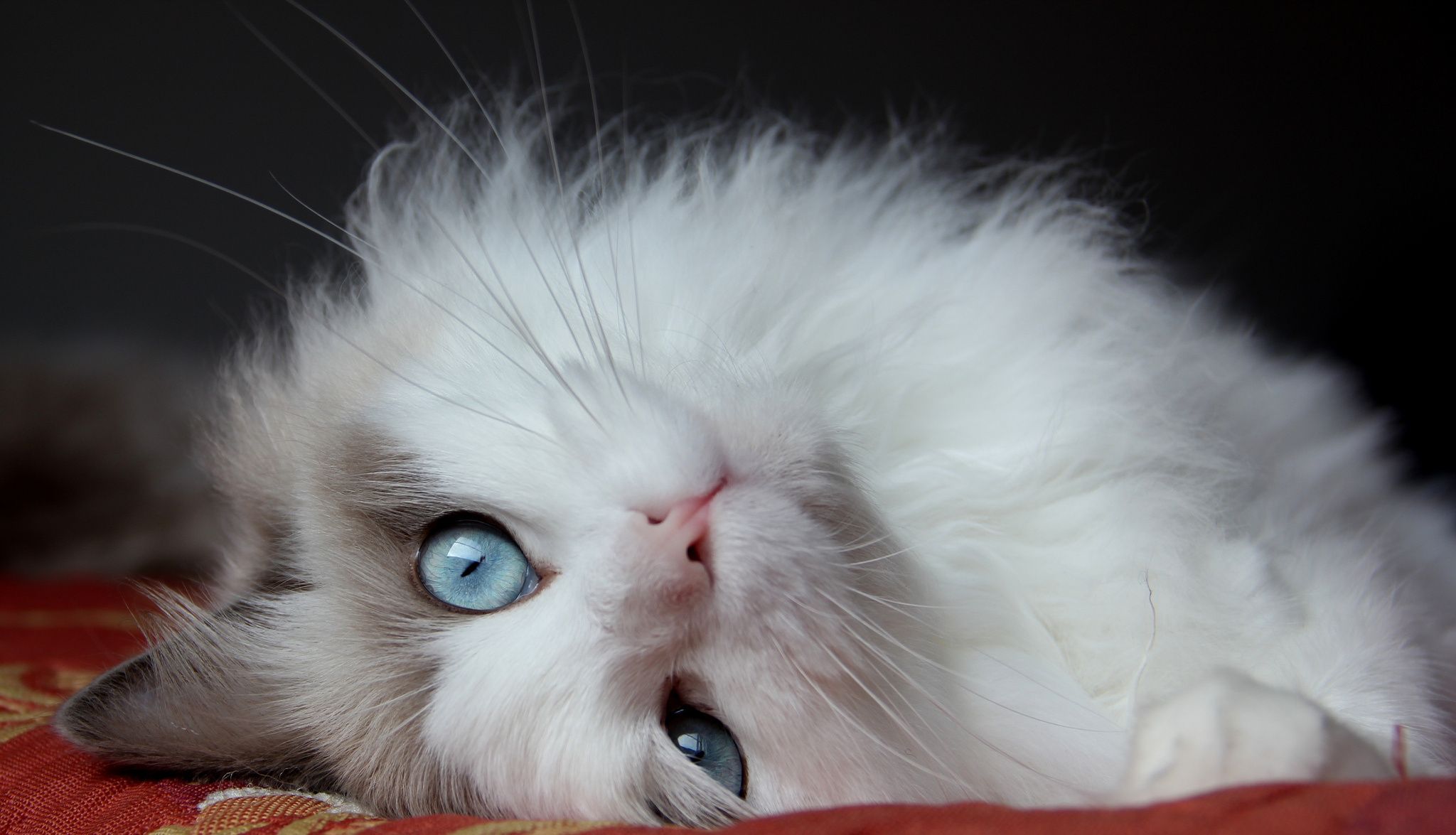 2048x1175 Free Beautiful Cat 4K Wallpaper & Desktop HD Background for PC