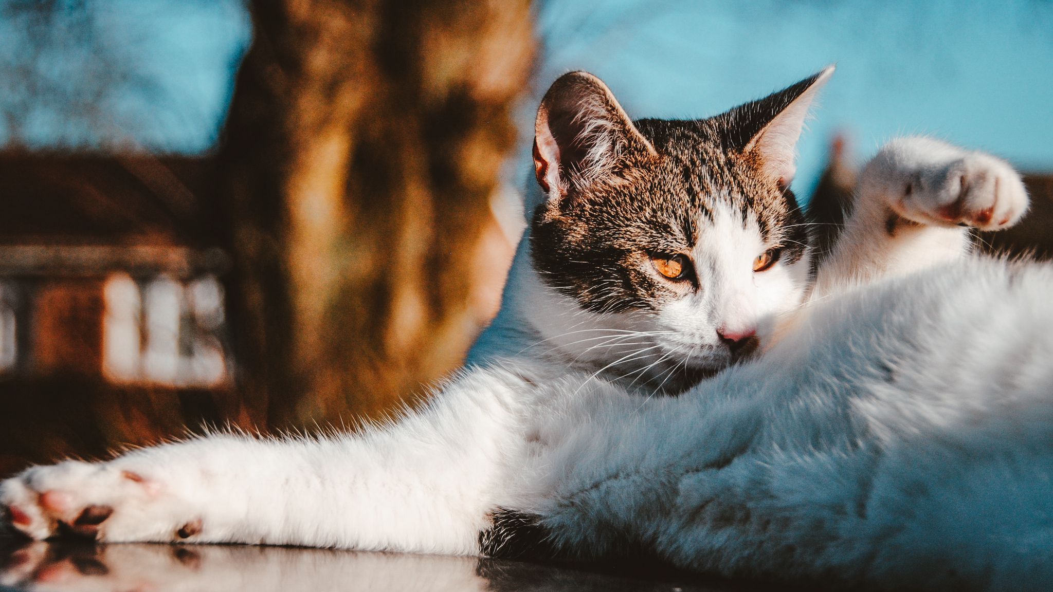 2048x1152 Download wallpaper 2048x1152 cat, funny, pet, lies ultrawide monitor HD background